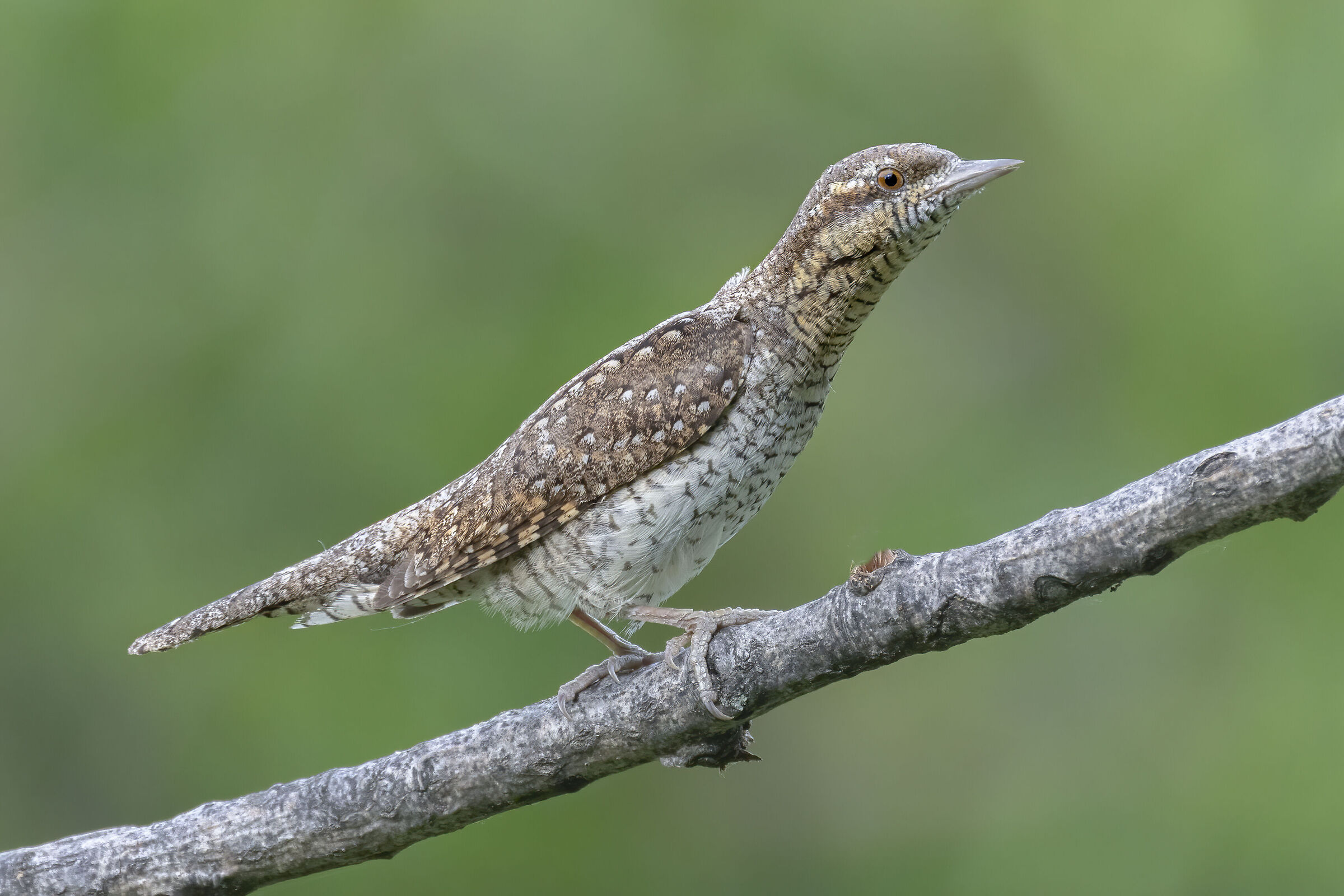 allungarsi, torcicollo