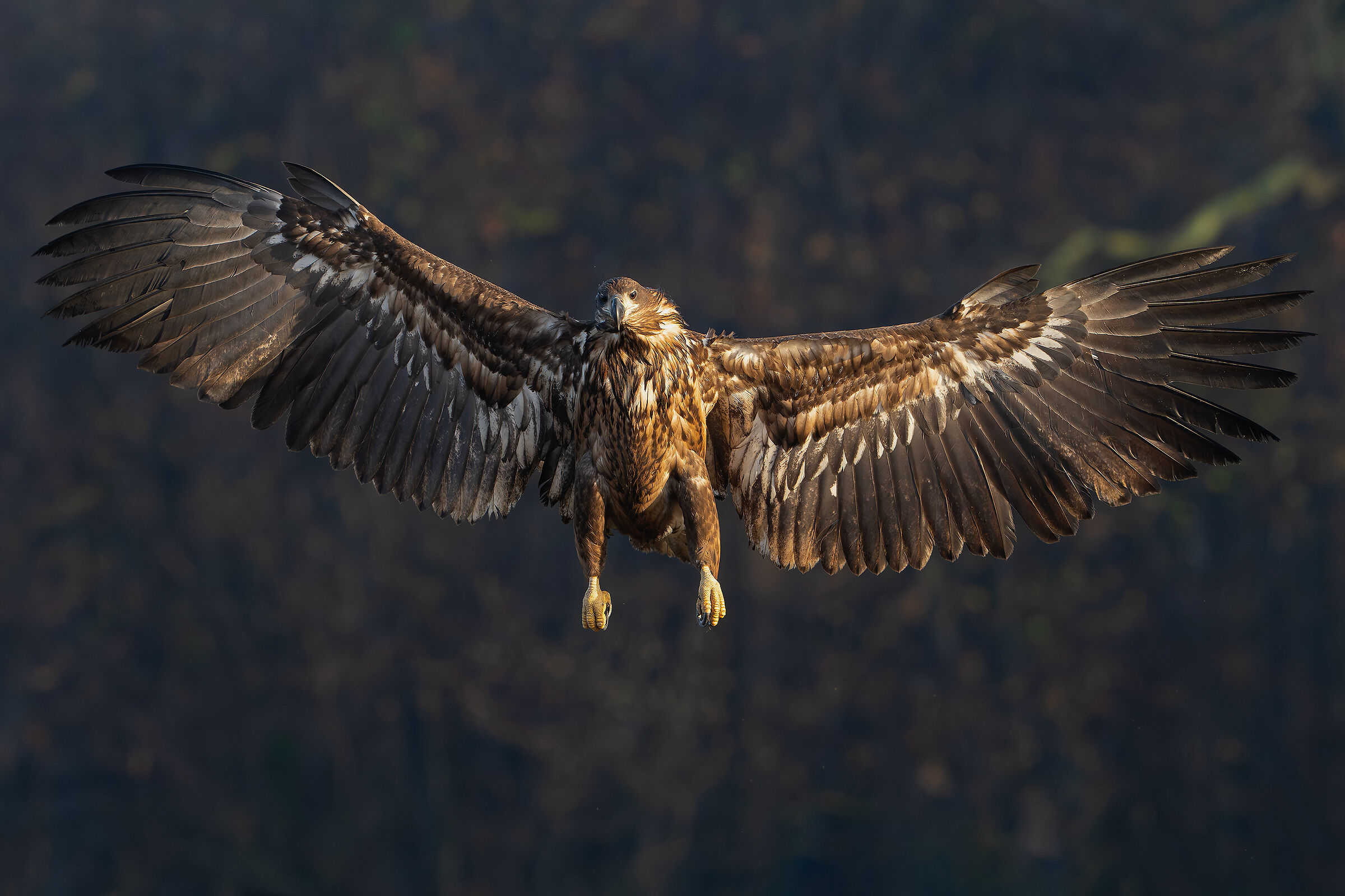 The embrace of the eagle