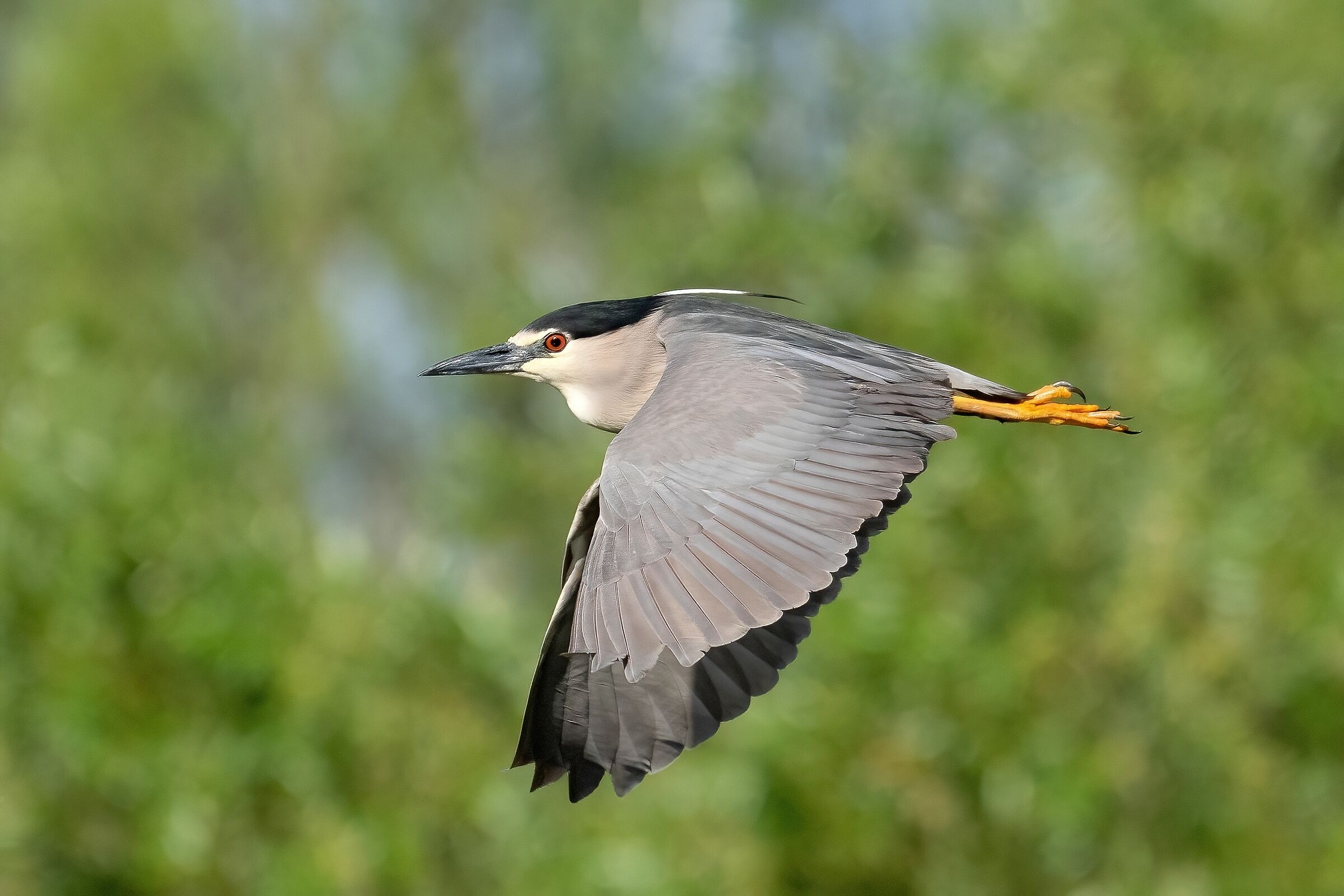Nitticora (Nycticorax nycticorax )