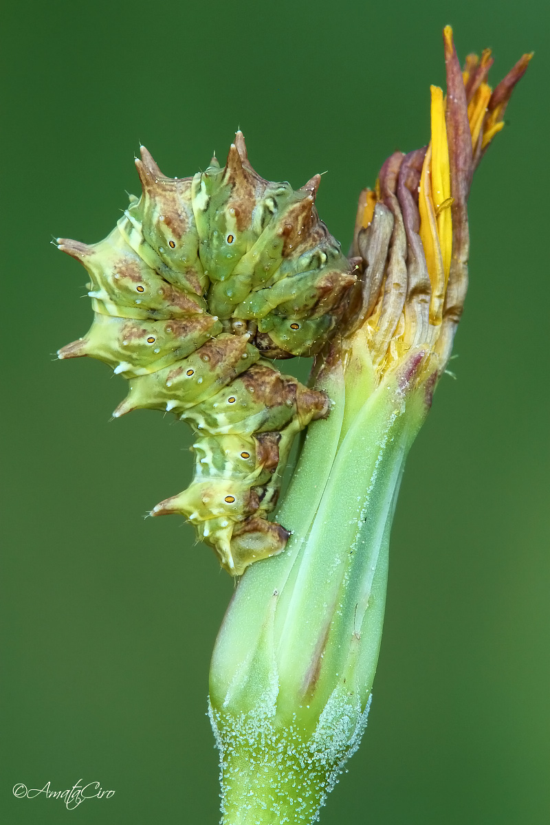 Caterpillar do not know, chiedoaiuto for id