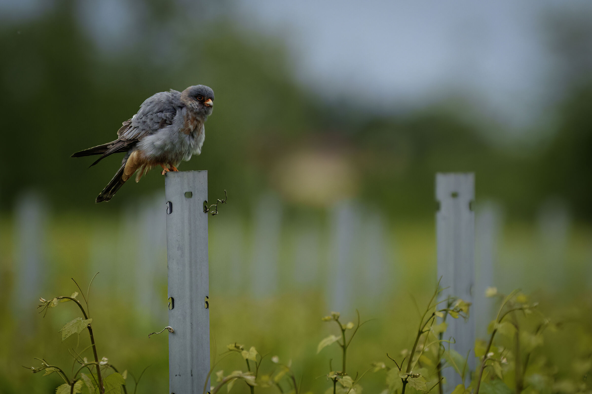 Falco cuculo maschio