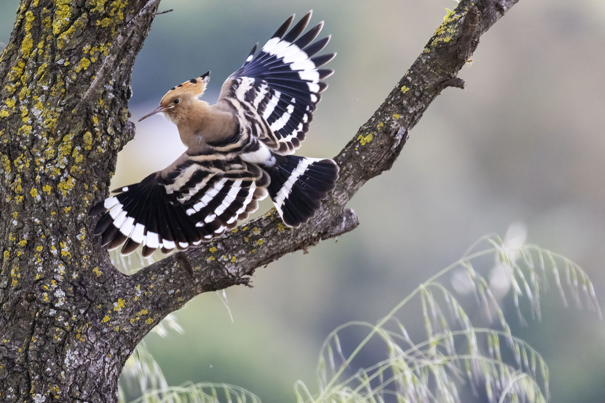Hoopoe