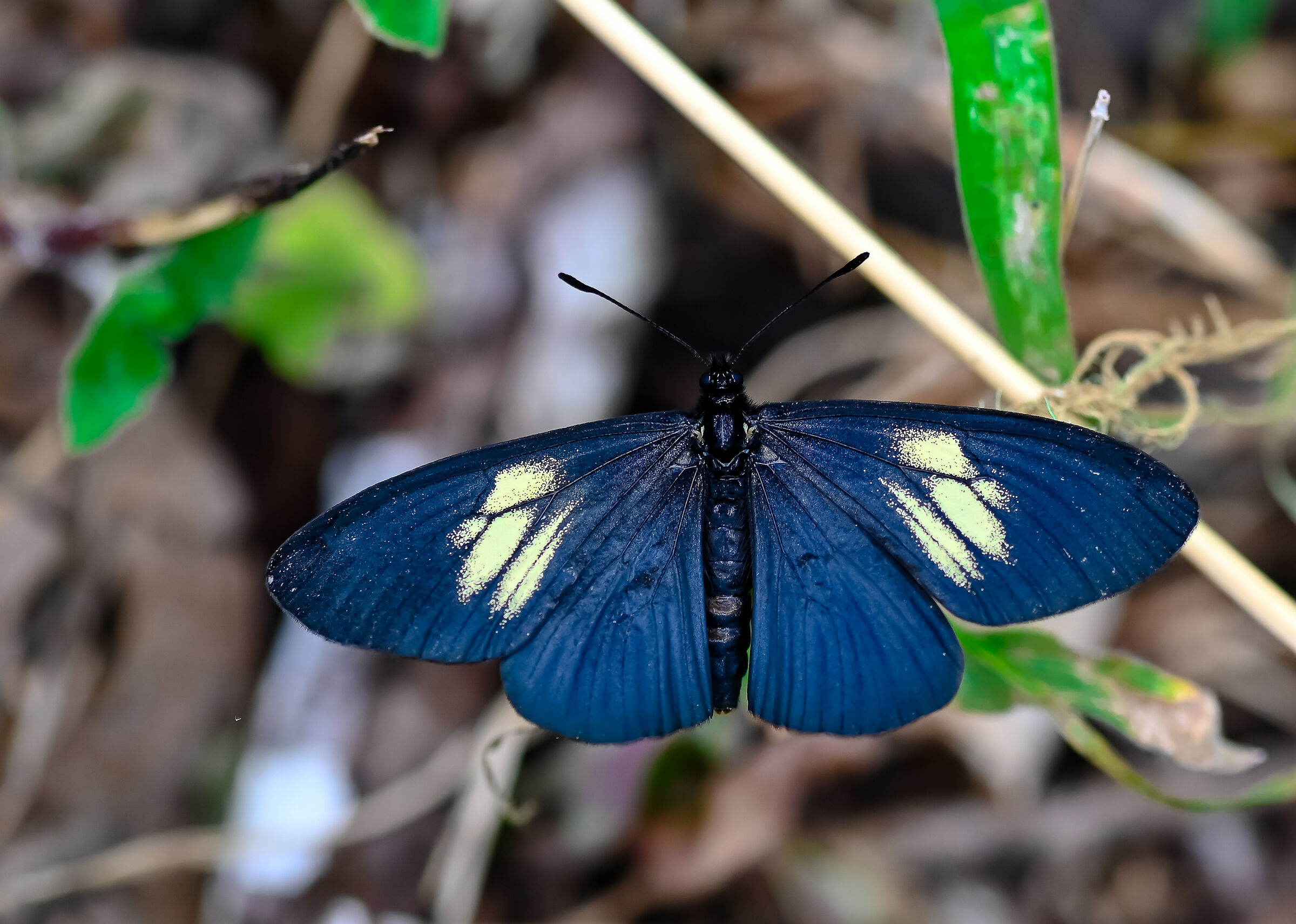 Mariposa azul