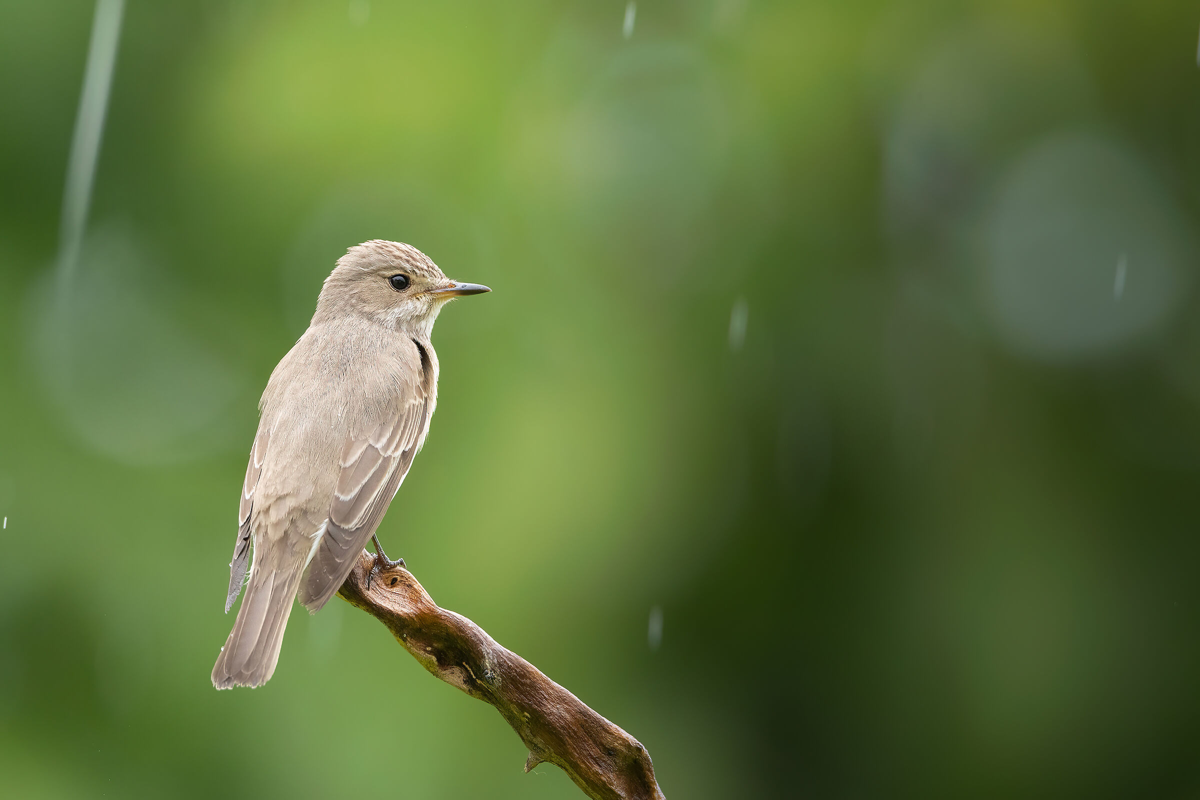 Rain catcher flycatcher