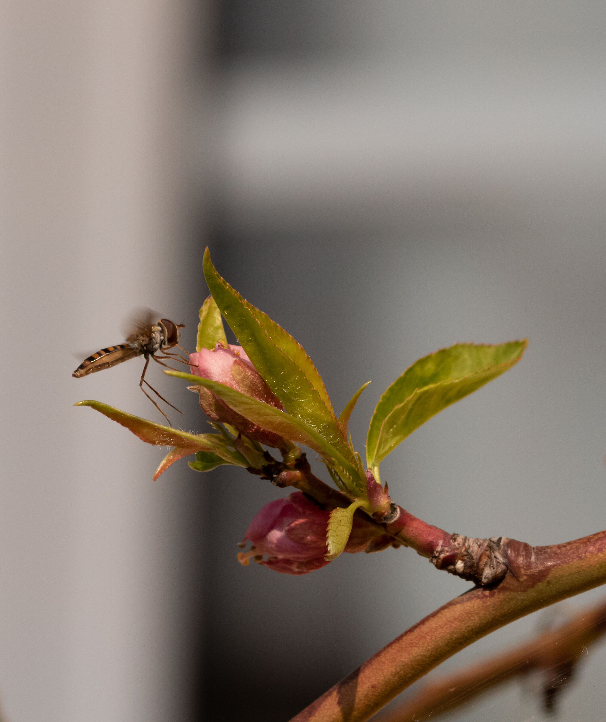 Sirfido-(Syrphidae) coming soon on pesco 20/03/2022