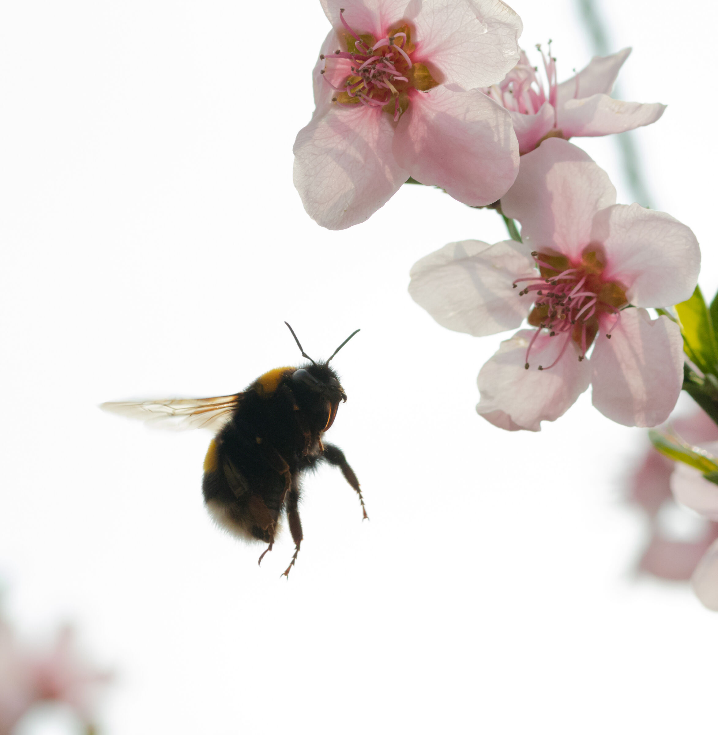 Bumblebee in flight in the midst of peach blossoms 20/03/202...