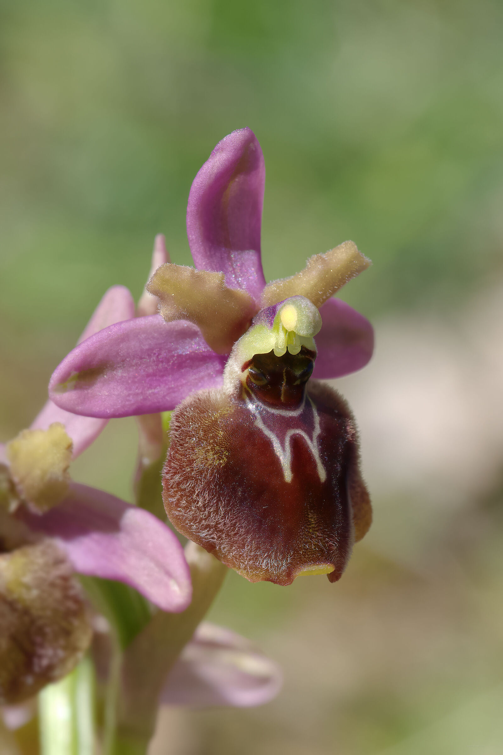 Ophrys xsurdii