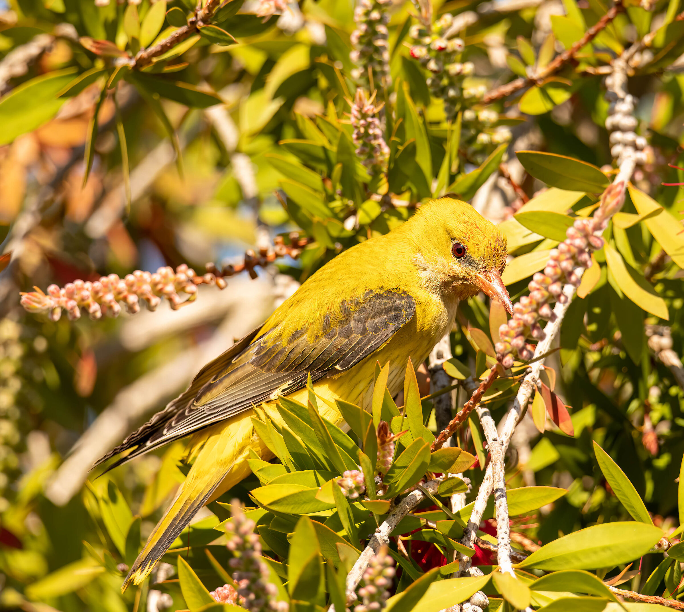 Golden oriole