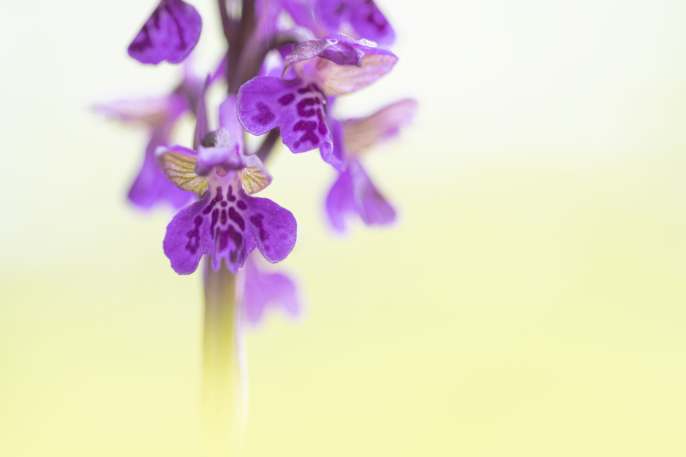 Anacamptis morio