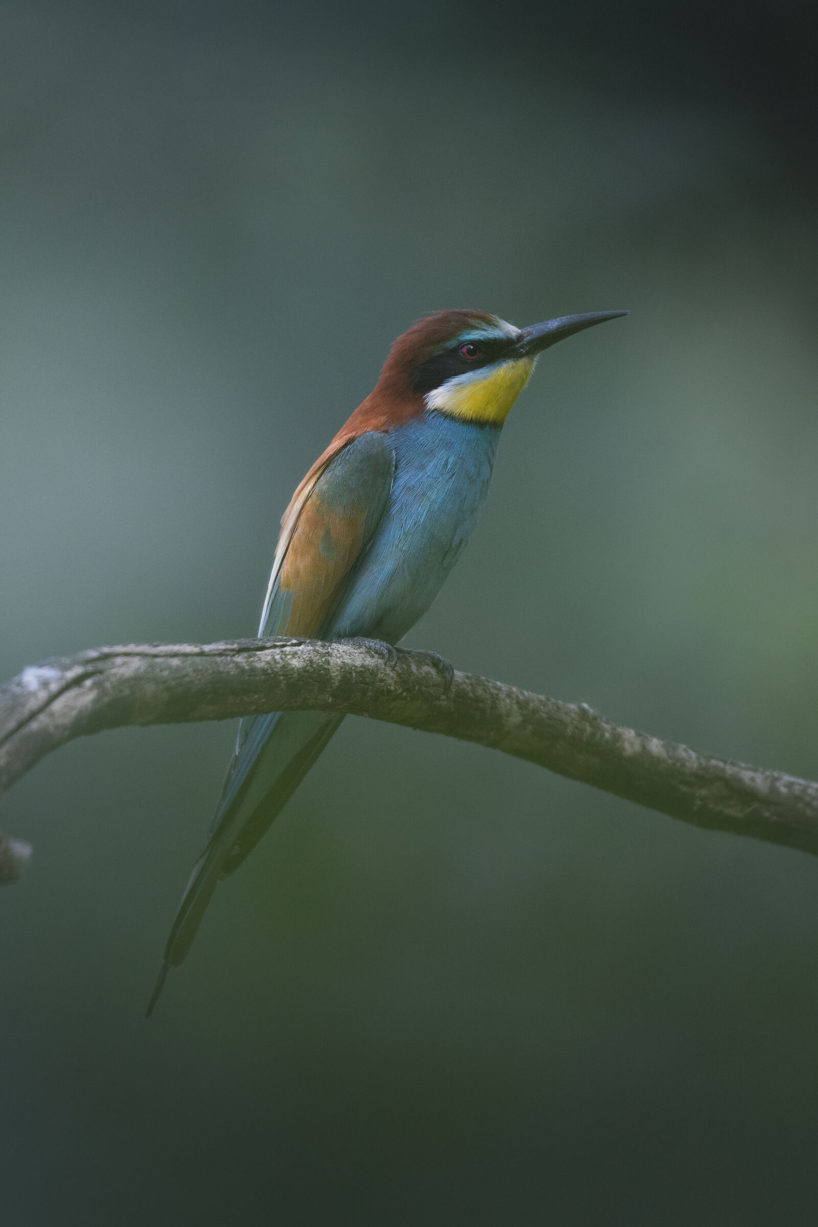 bee-eater
