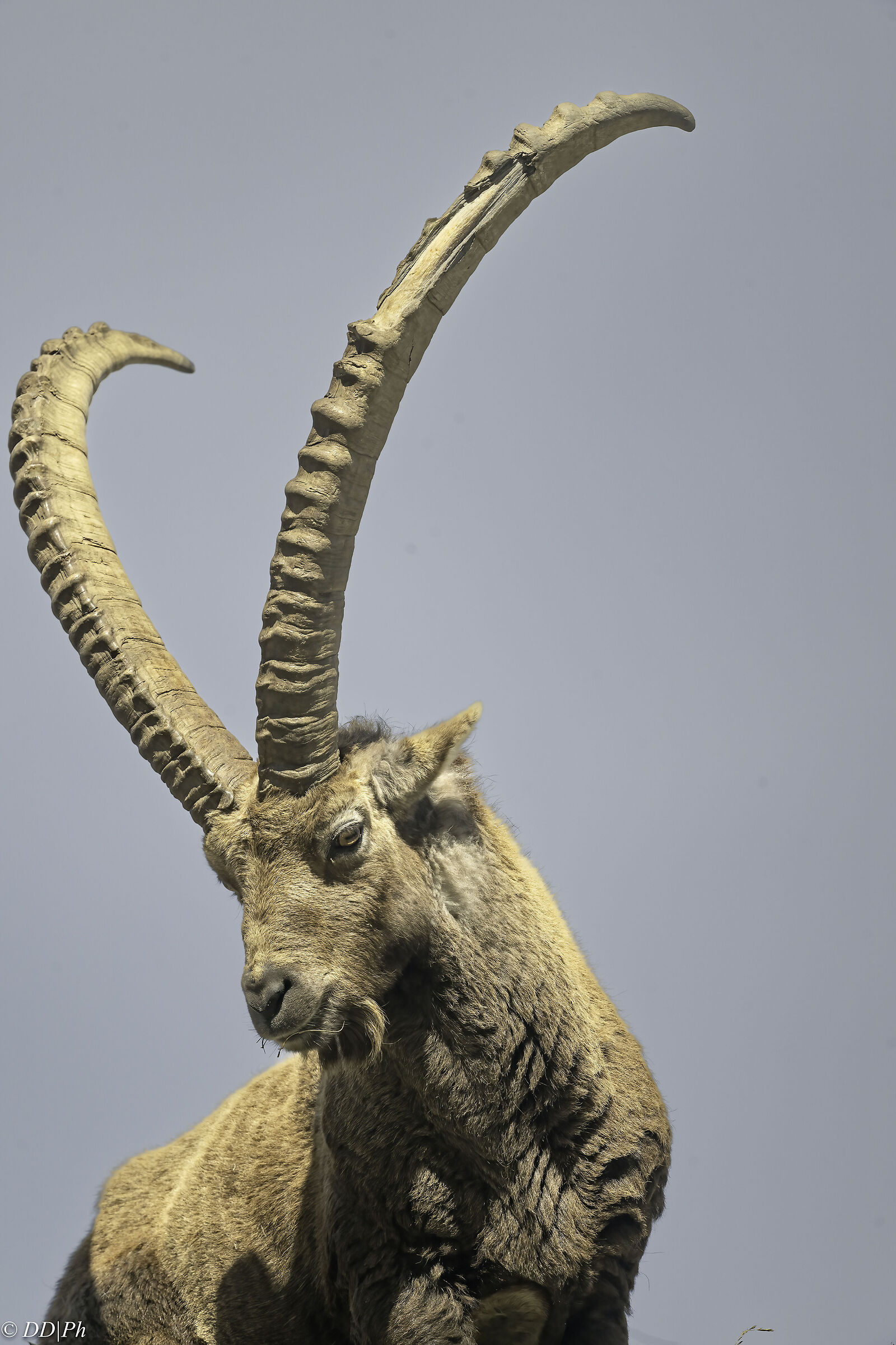 Ibex