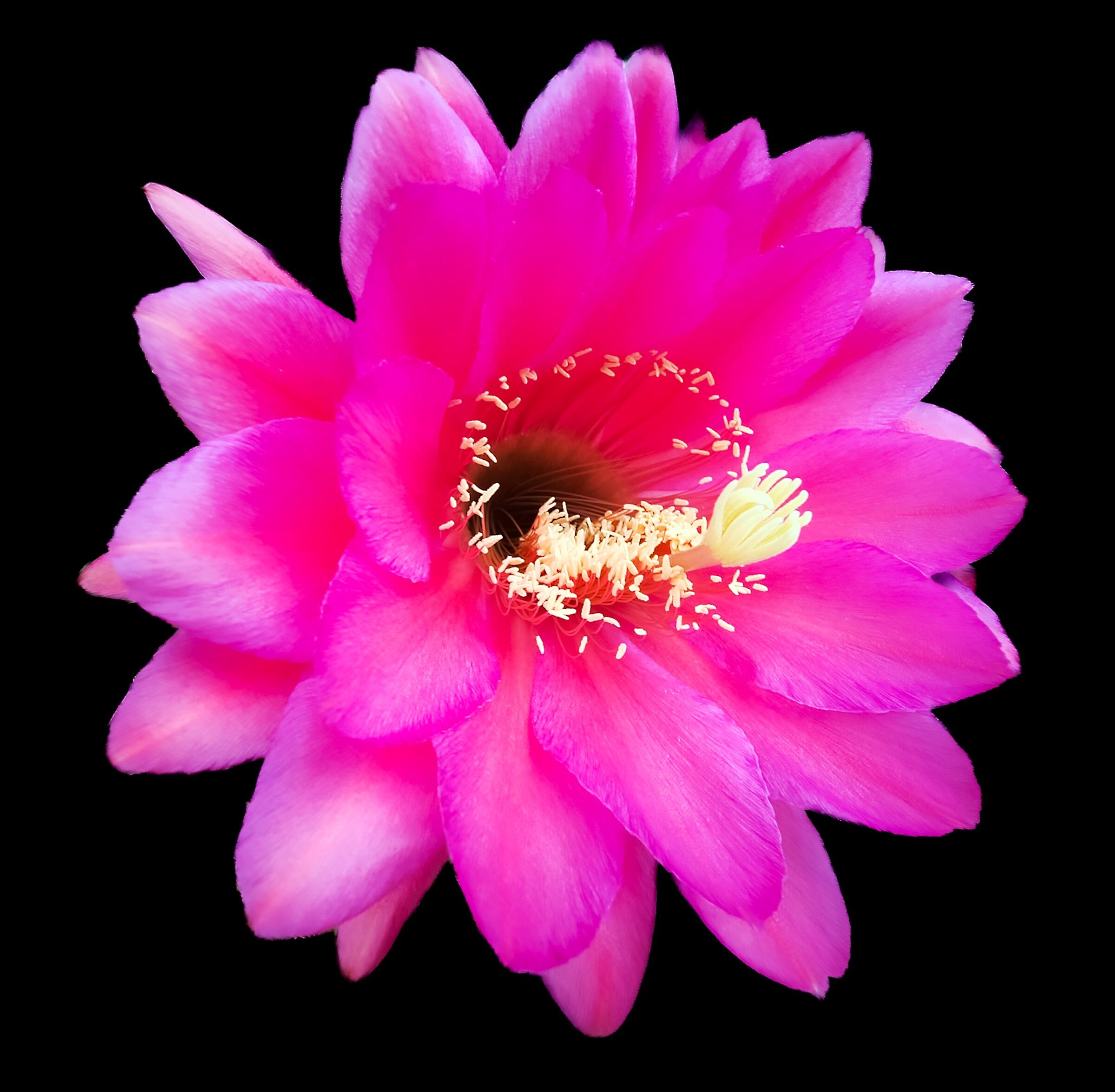 Cactus flower