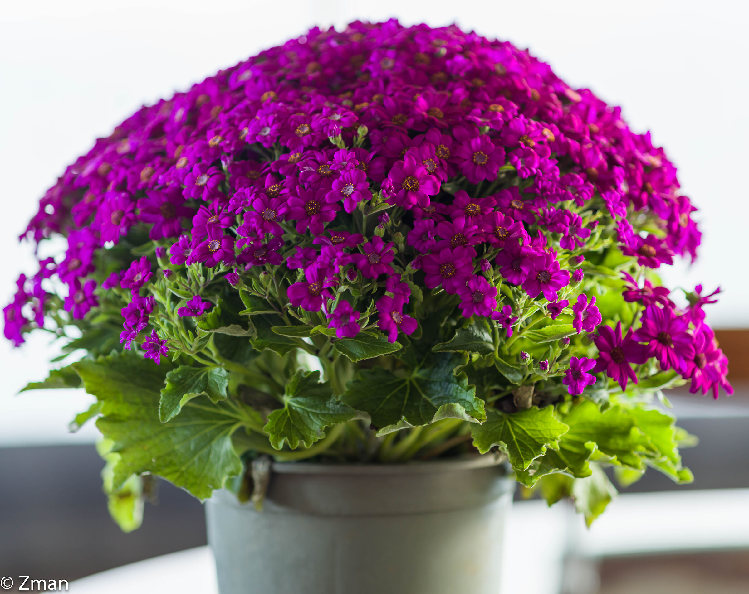 Buona festa della mamma