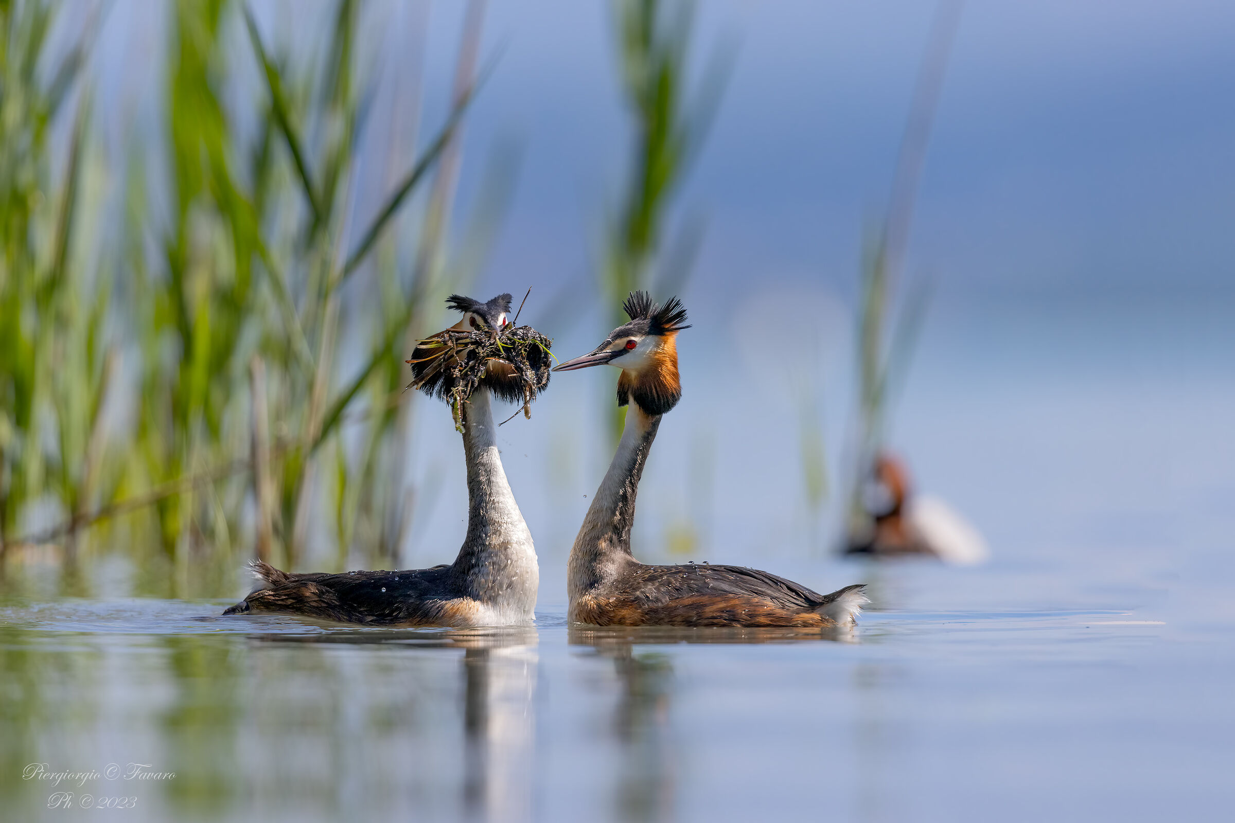 Grebes