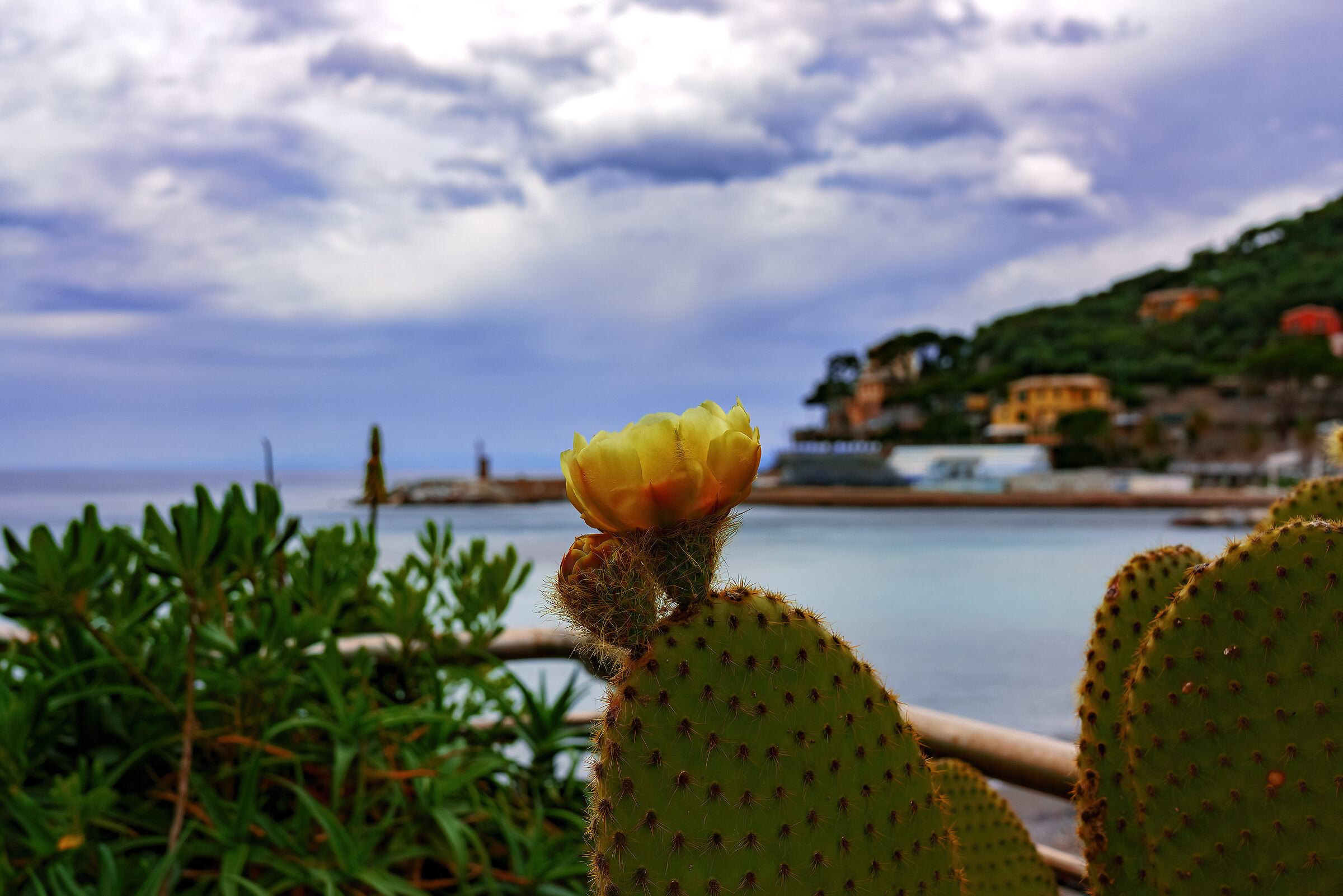 Opuntia ficus-indica