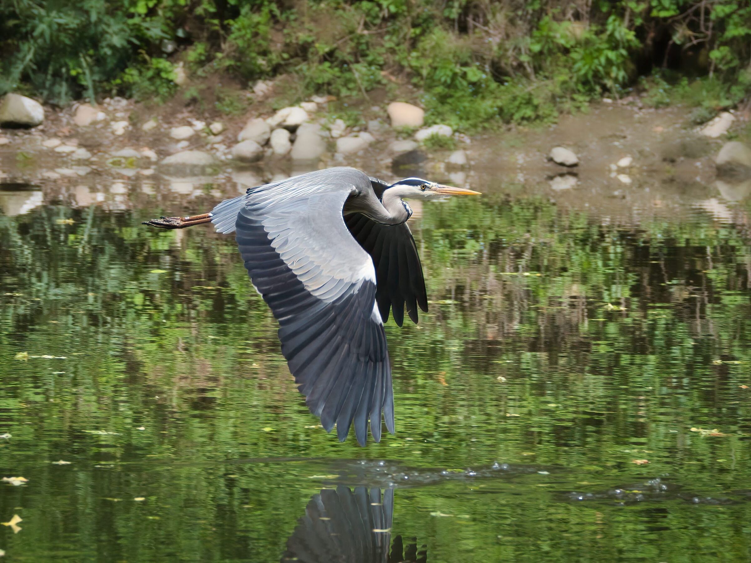 Grey heron