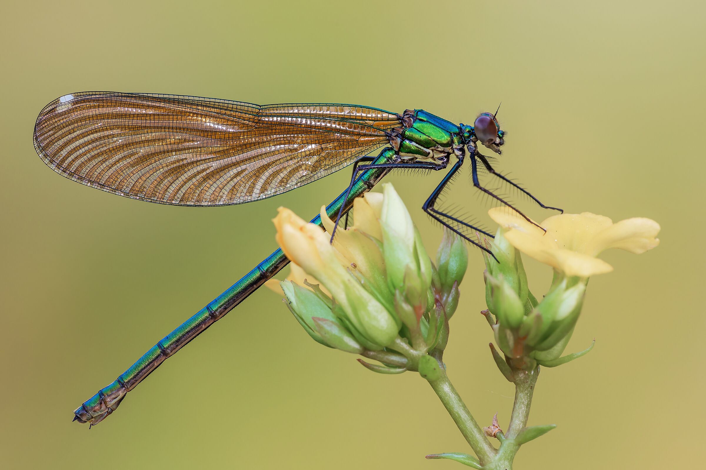 Calopteryx splendes