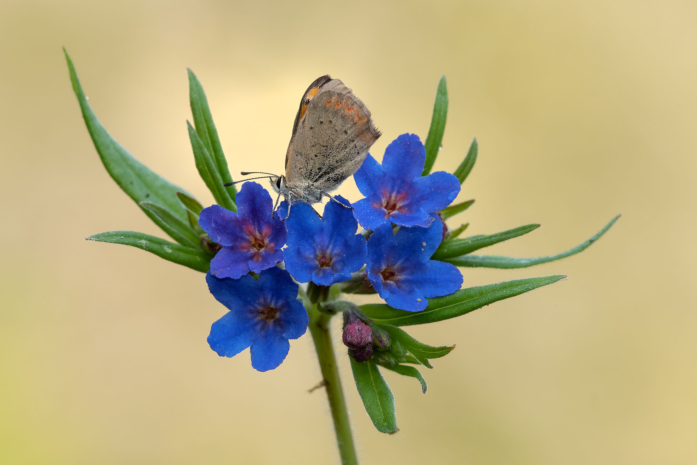 Il fiore e la farfalla.