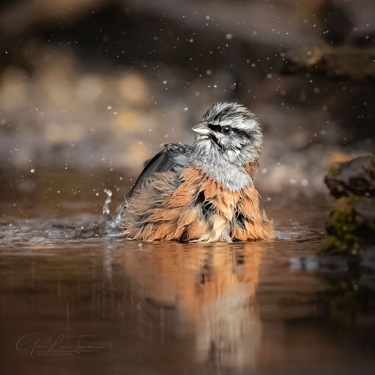 bather | Bather