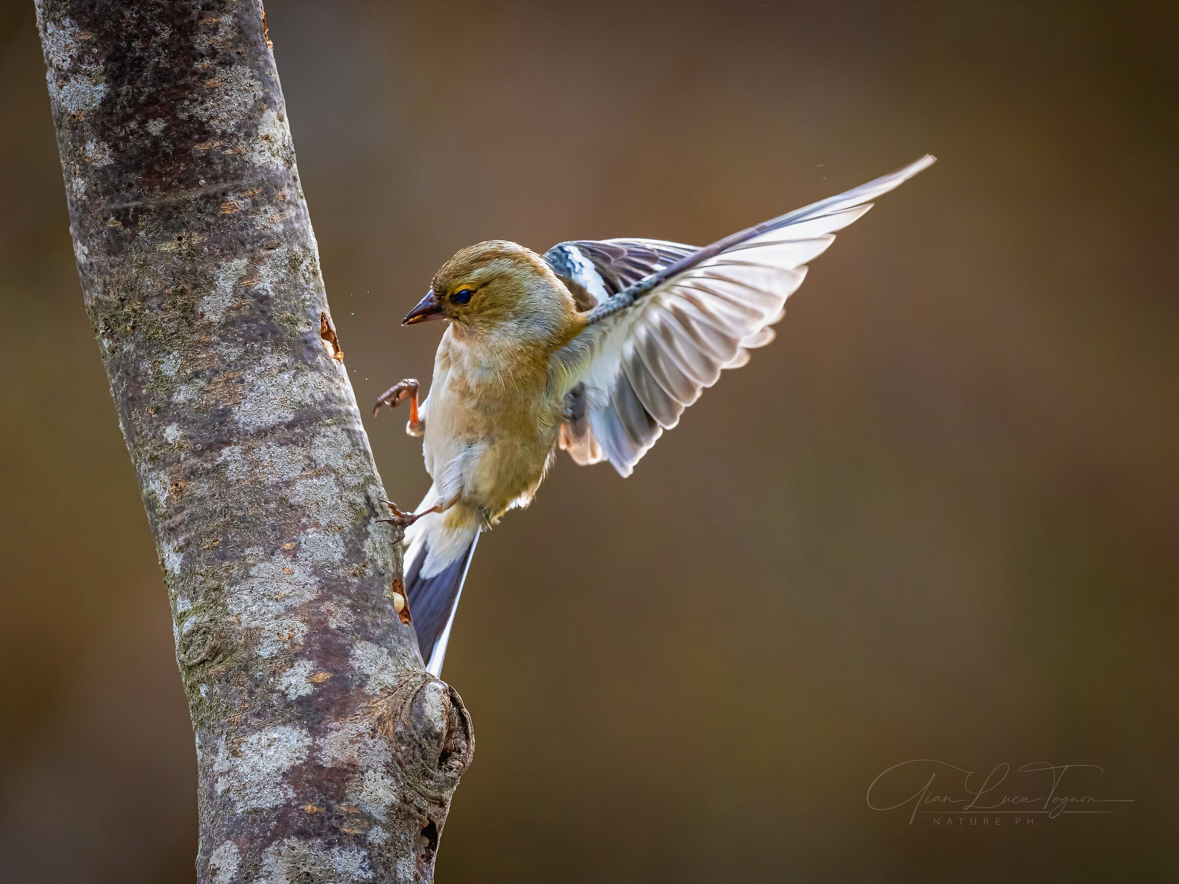 In the dark days of your life, you will need wings
