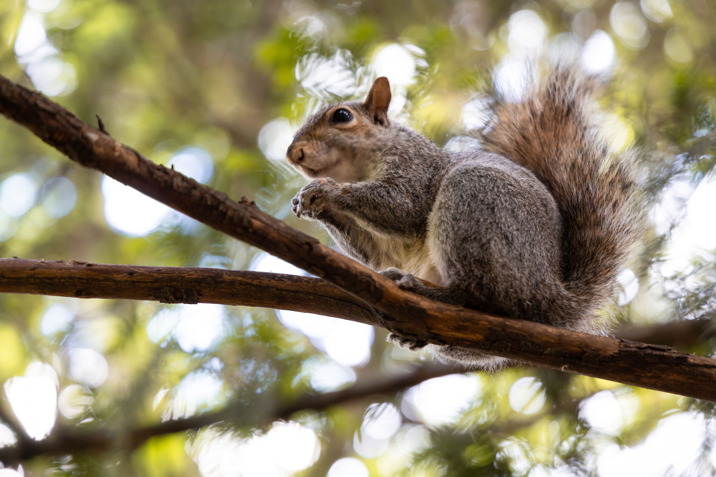 Il pazzo roditore…