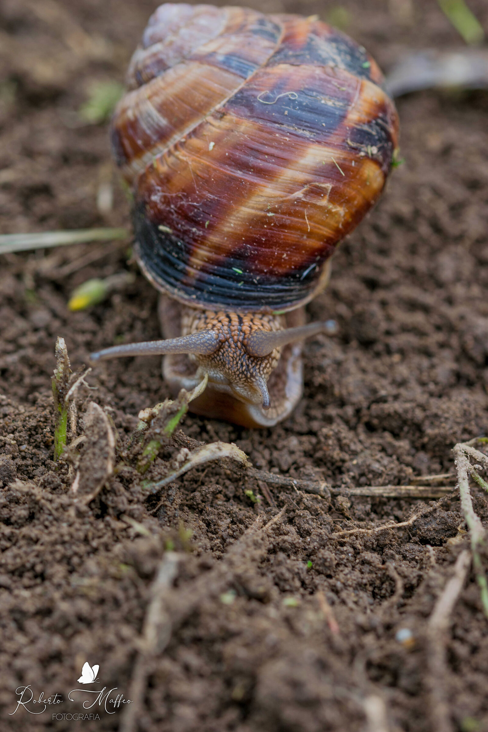 Molluscs