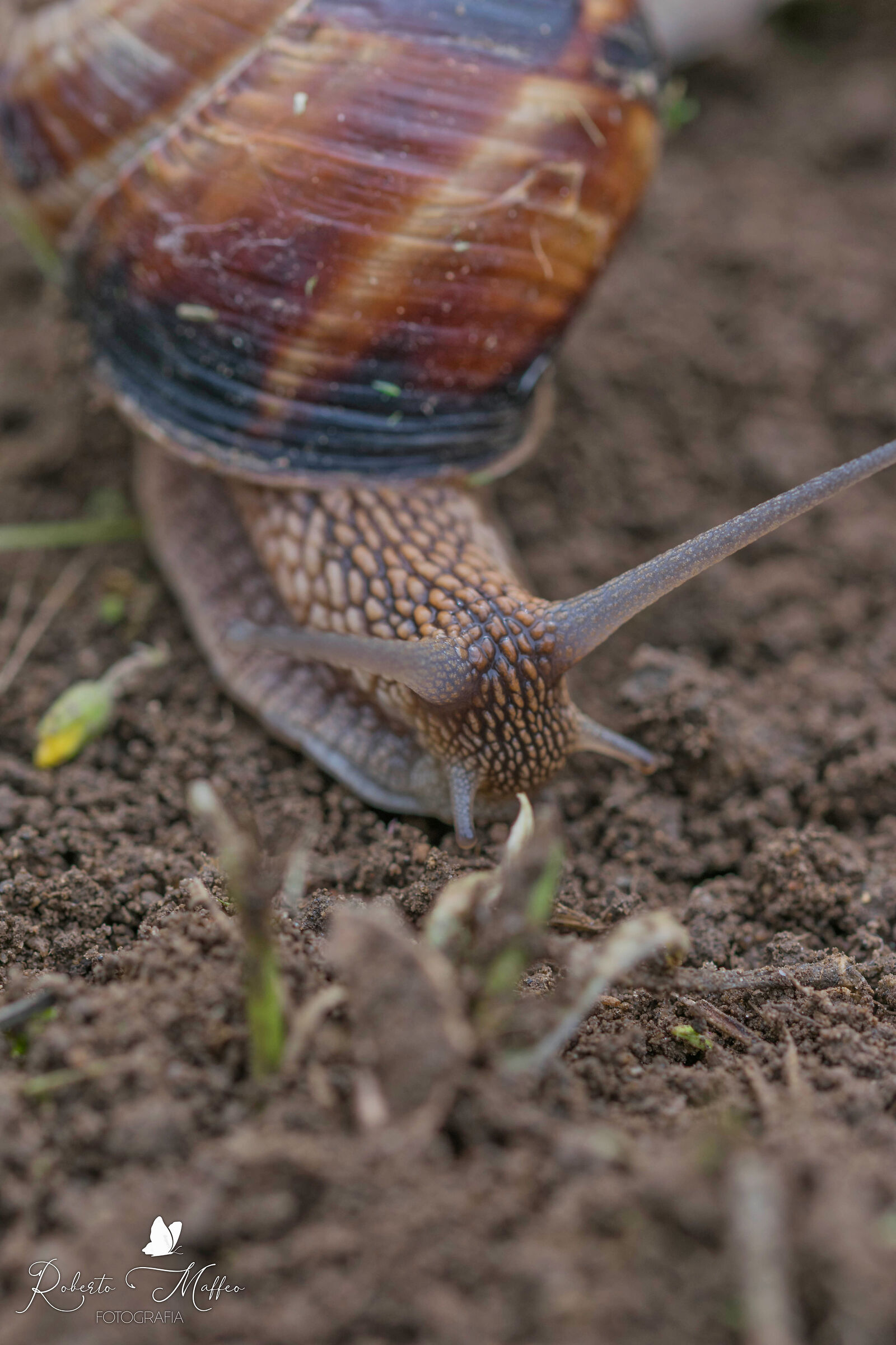 Molluscs