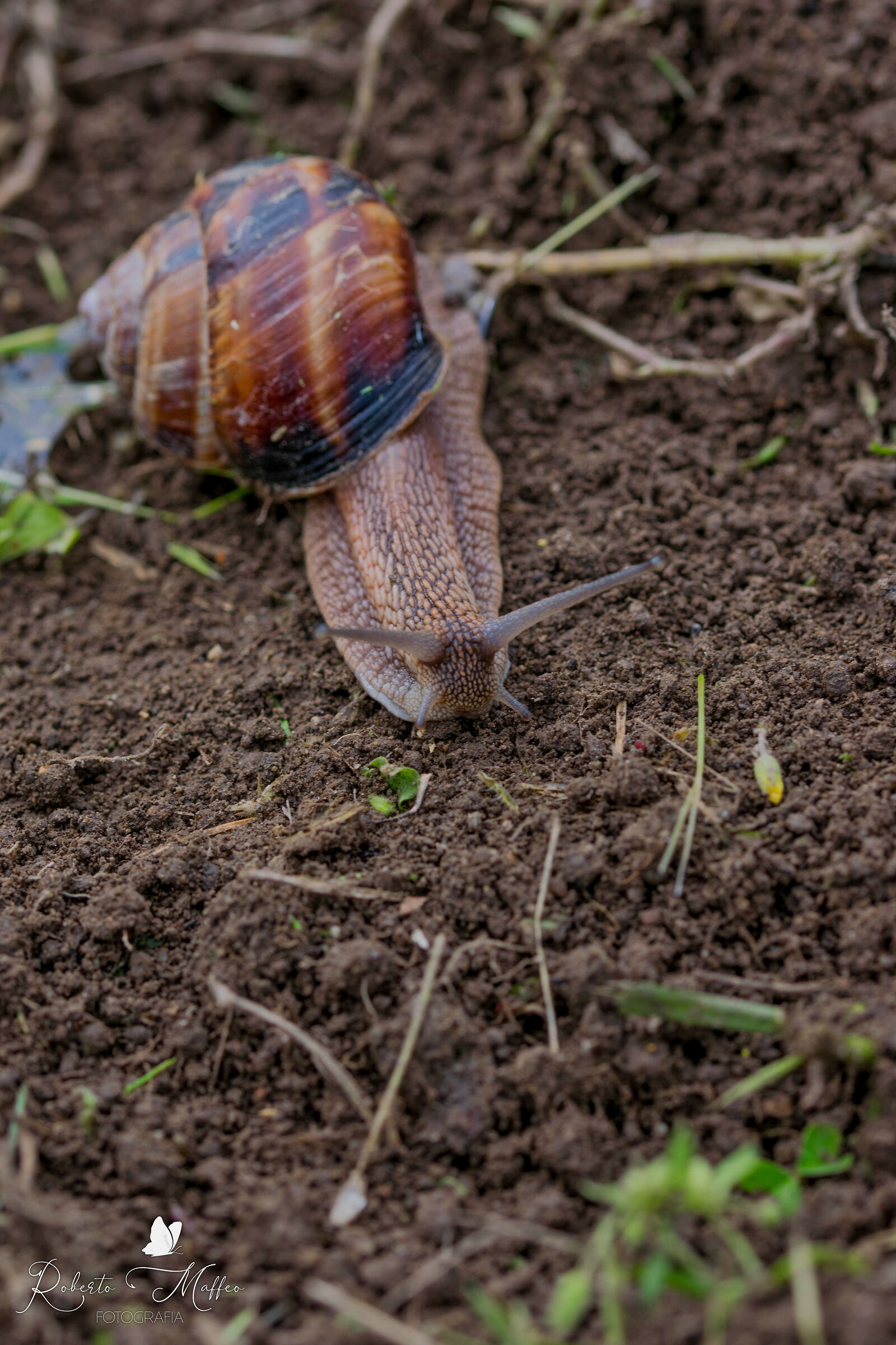 Molluscs