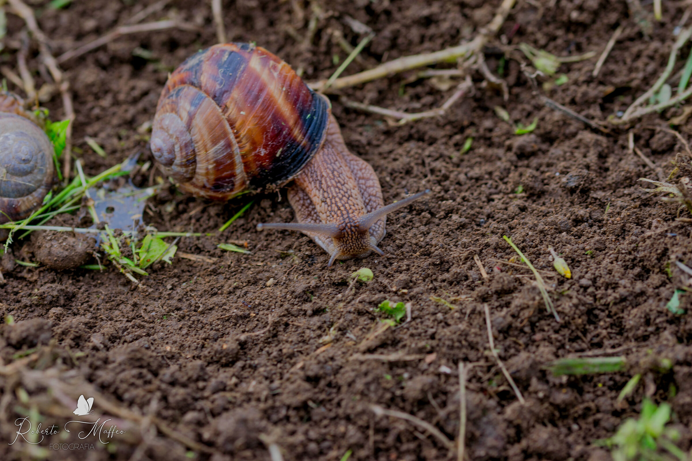 Molluscs