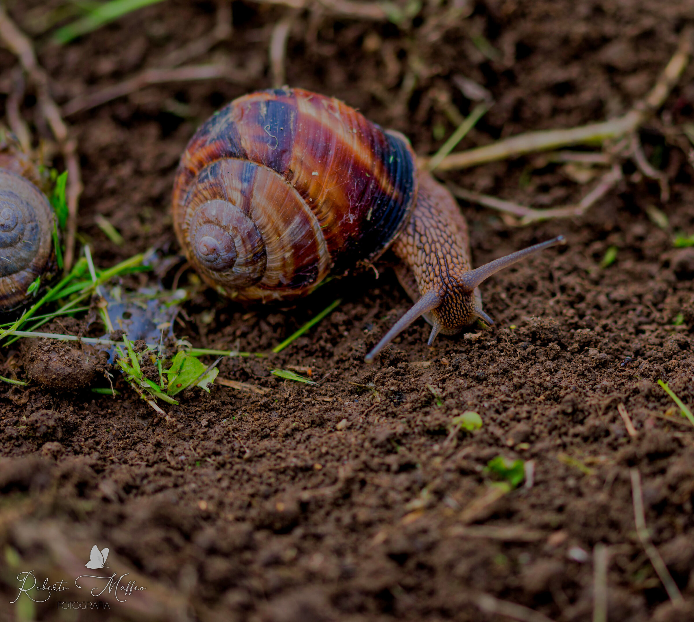 Molluscs