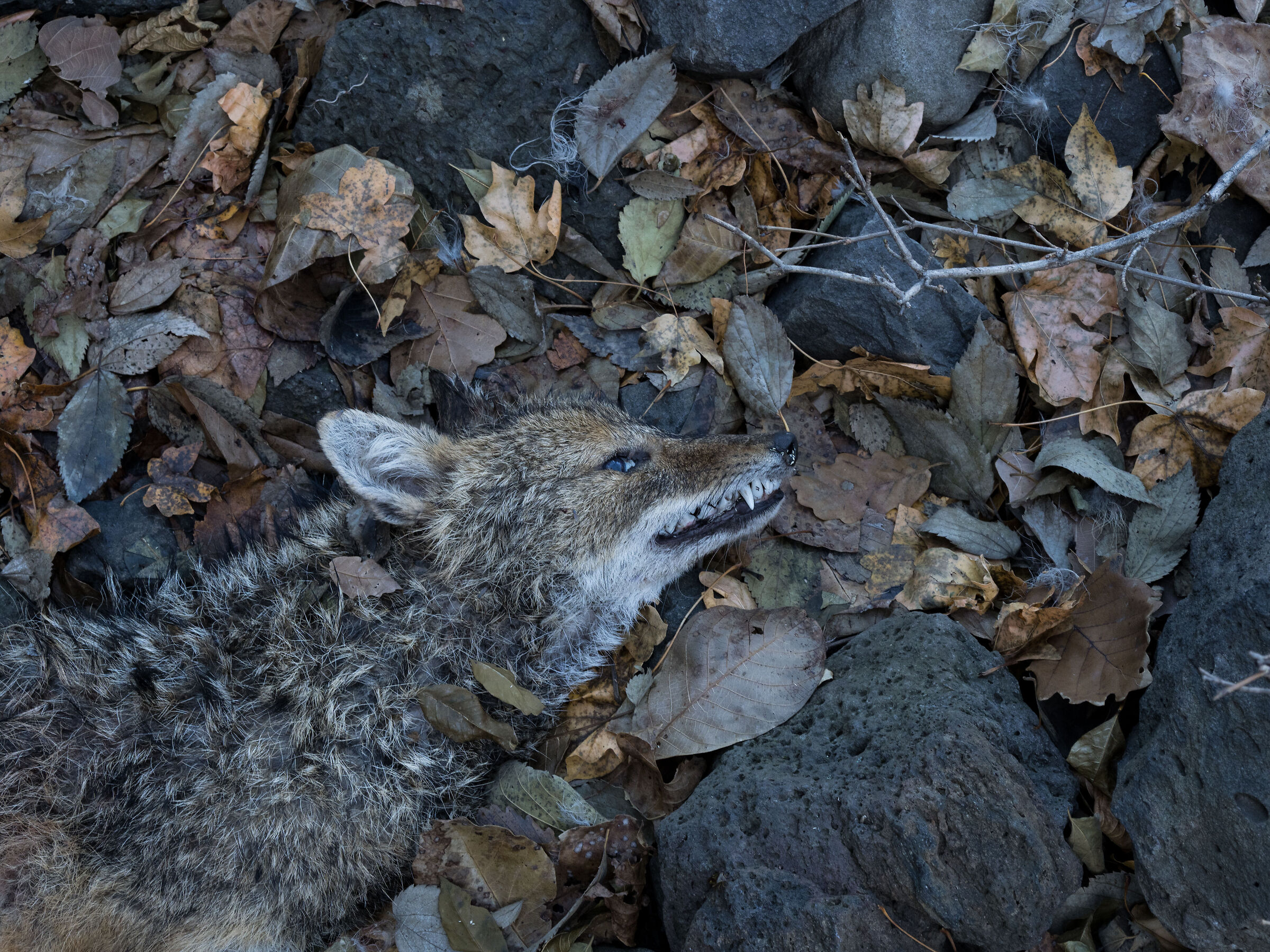 larve su sciacallo su foglie