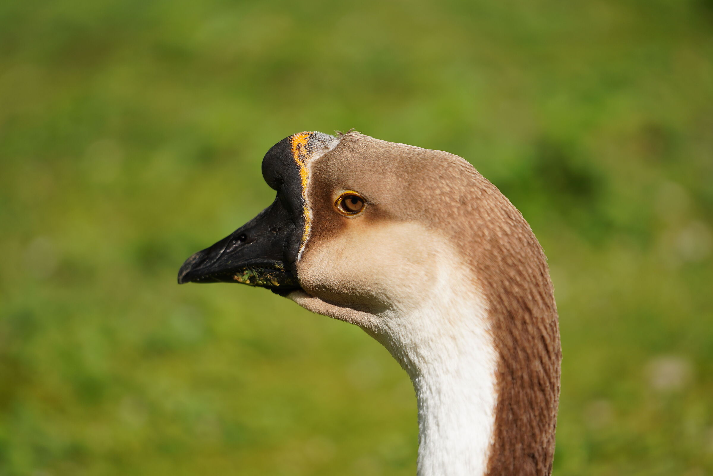 goose on the shores of Lake Segrino