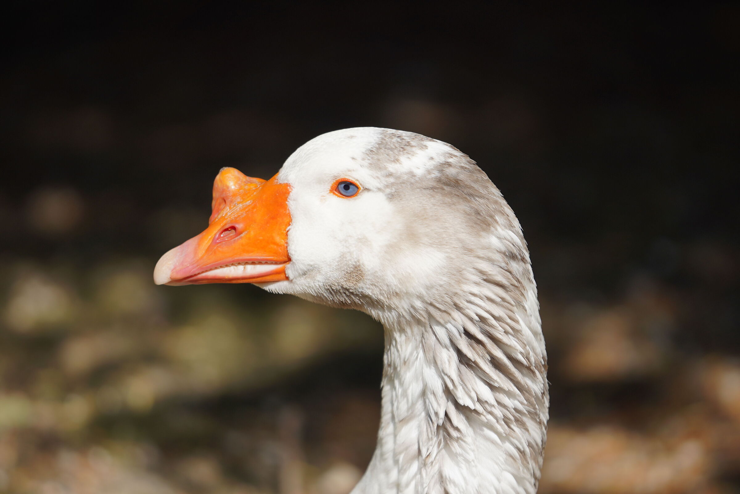 goose on the shores of Lake Segrino