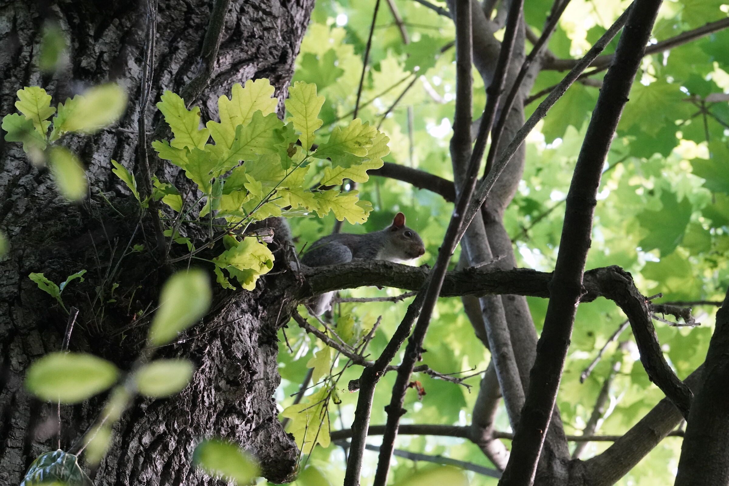 The invader of the Brianza woods