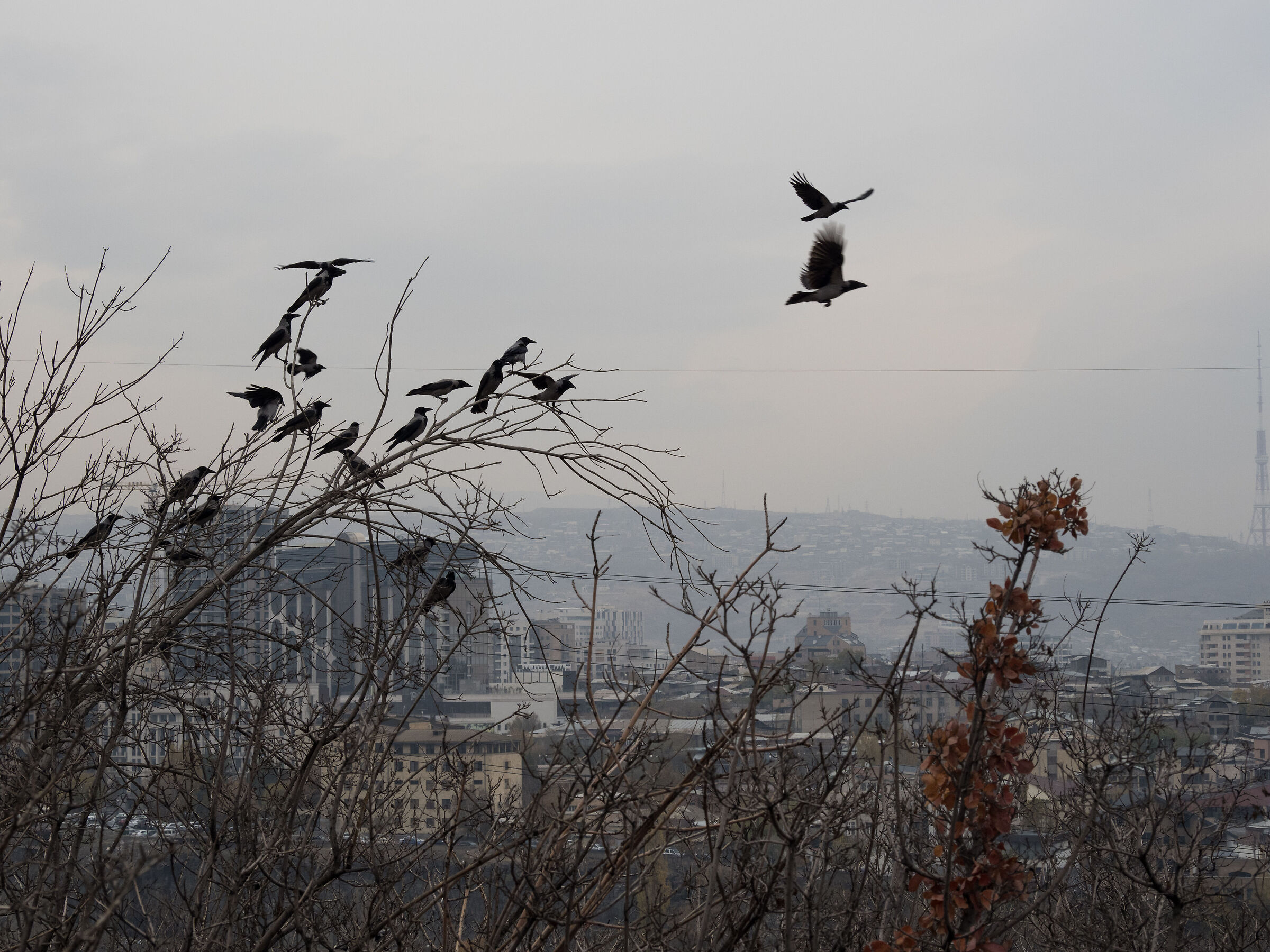 cornacchie metropolitane