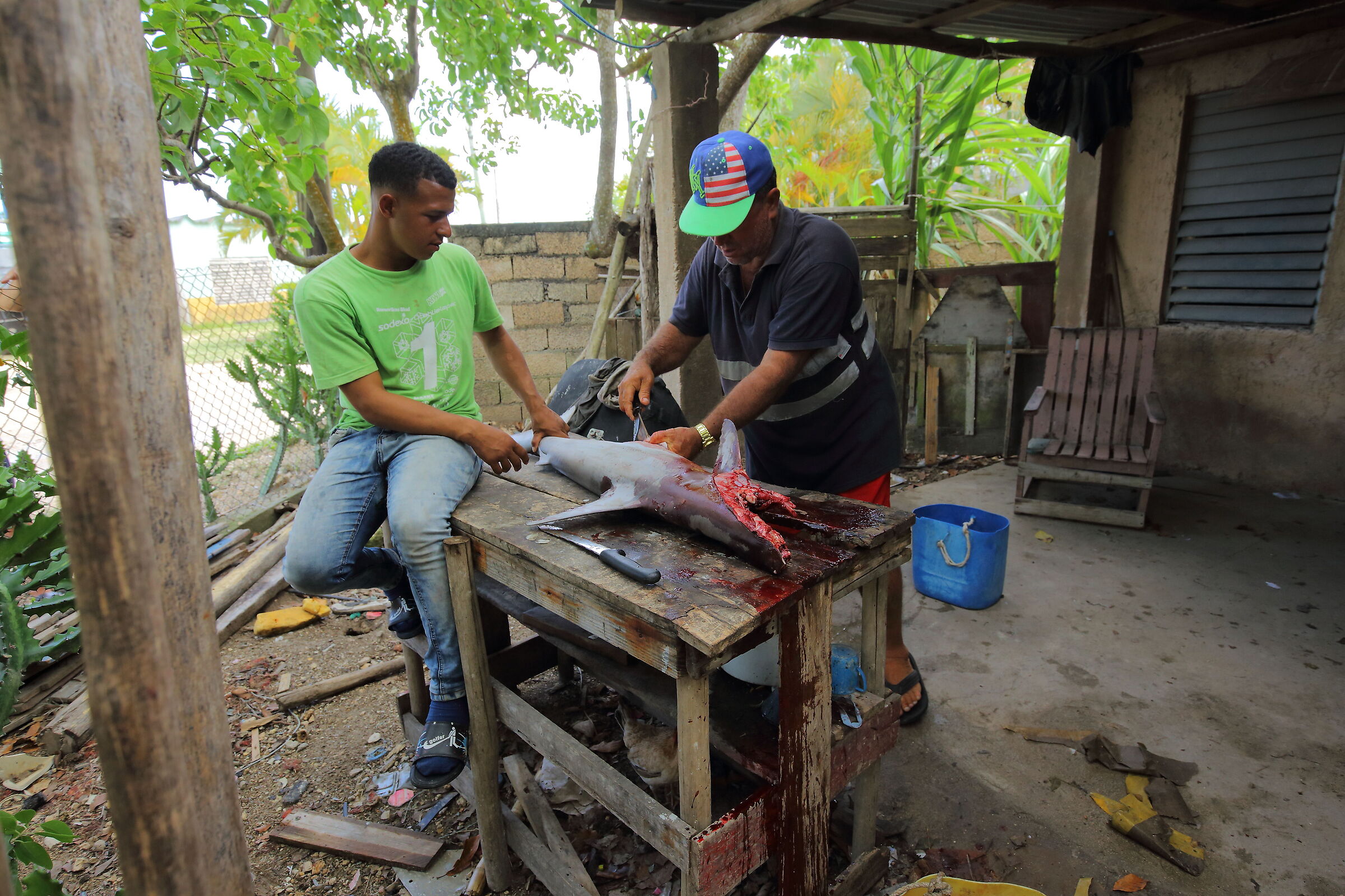 El pequeño tiburón