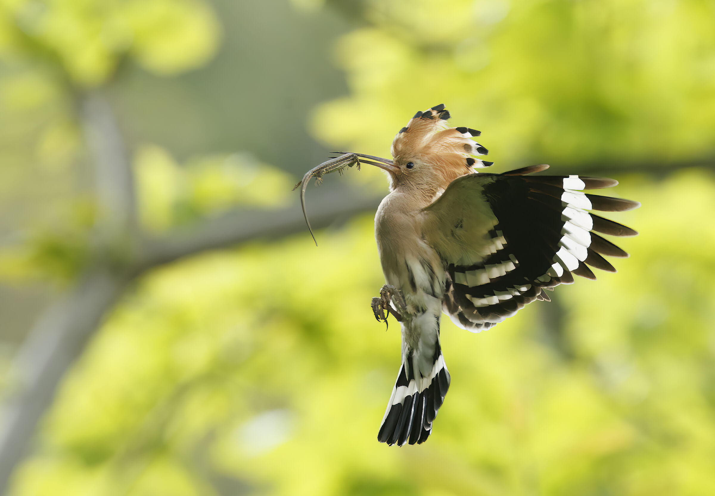 Hoopoe with prey