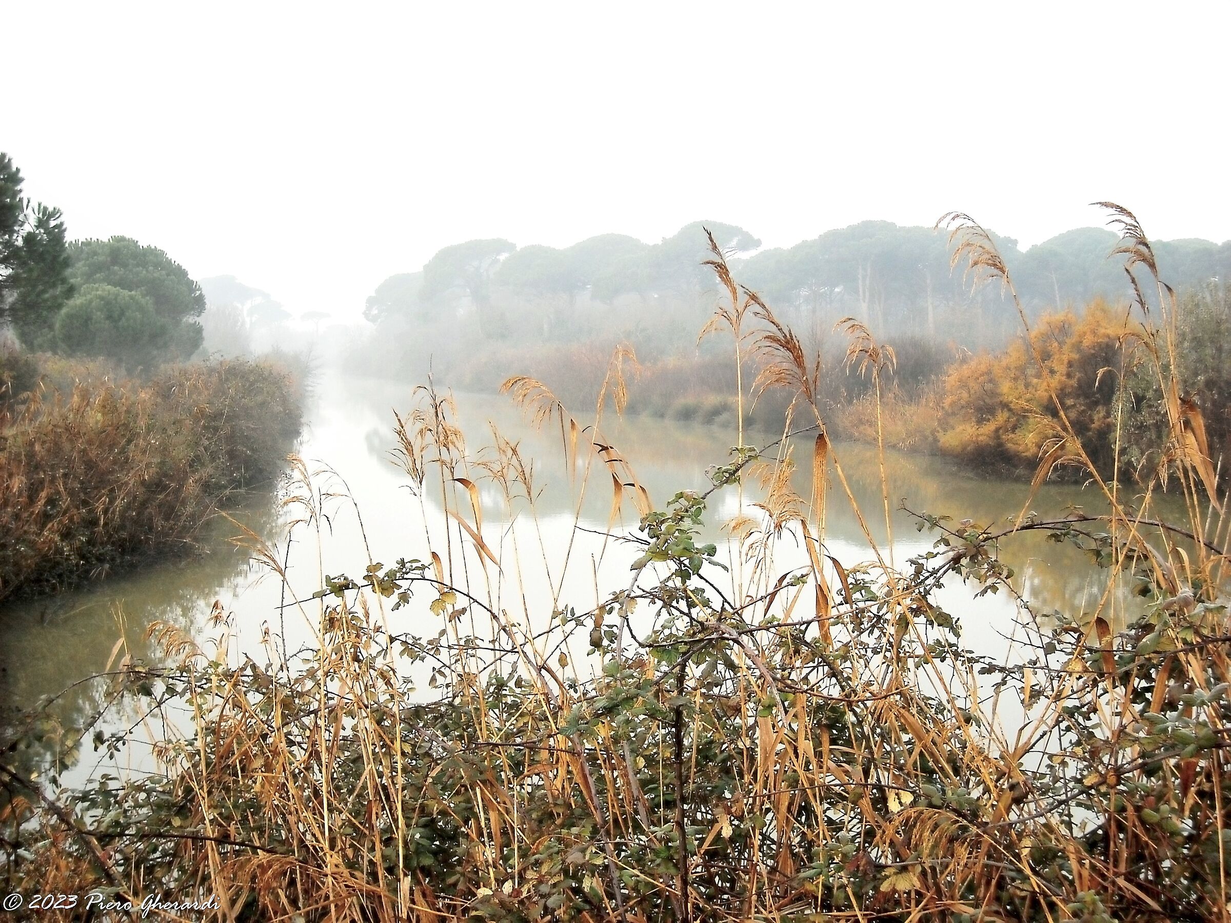 Nebbia
