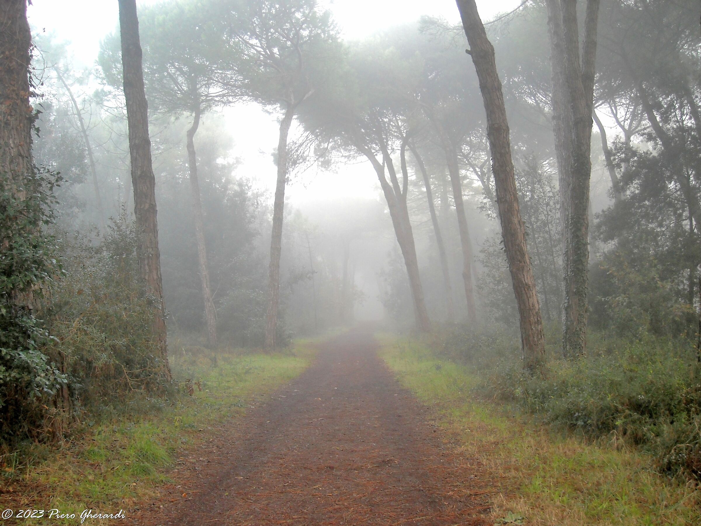 Nebbia