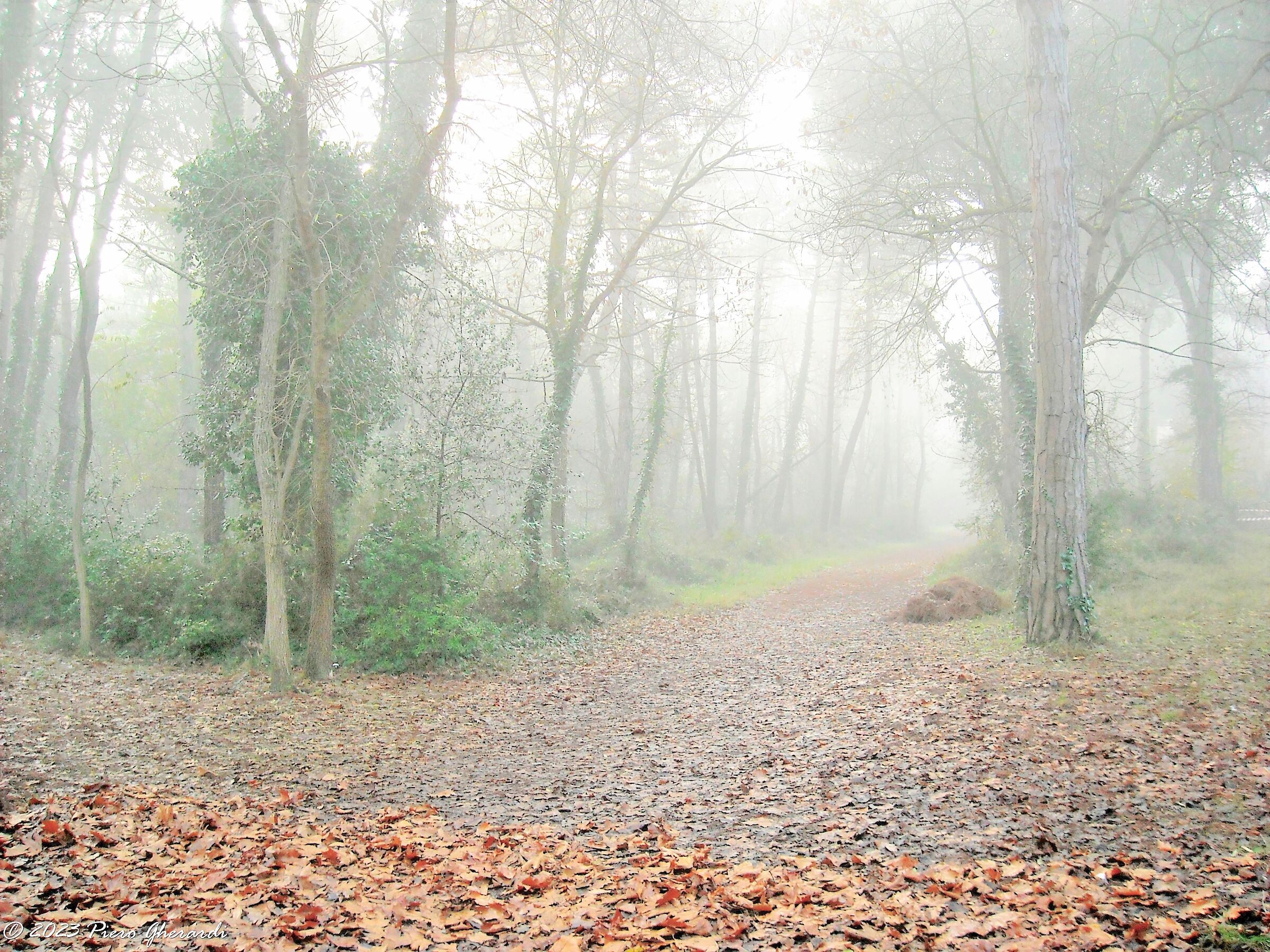 Nebbia