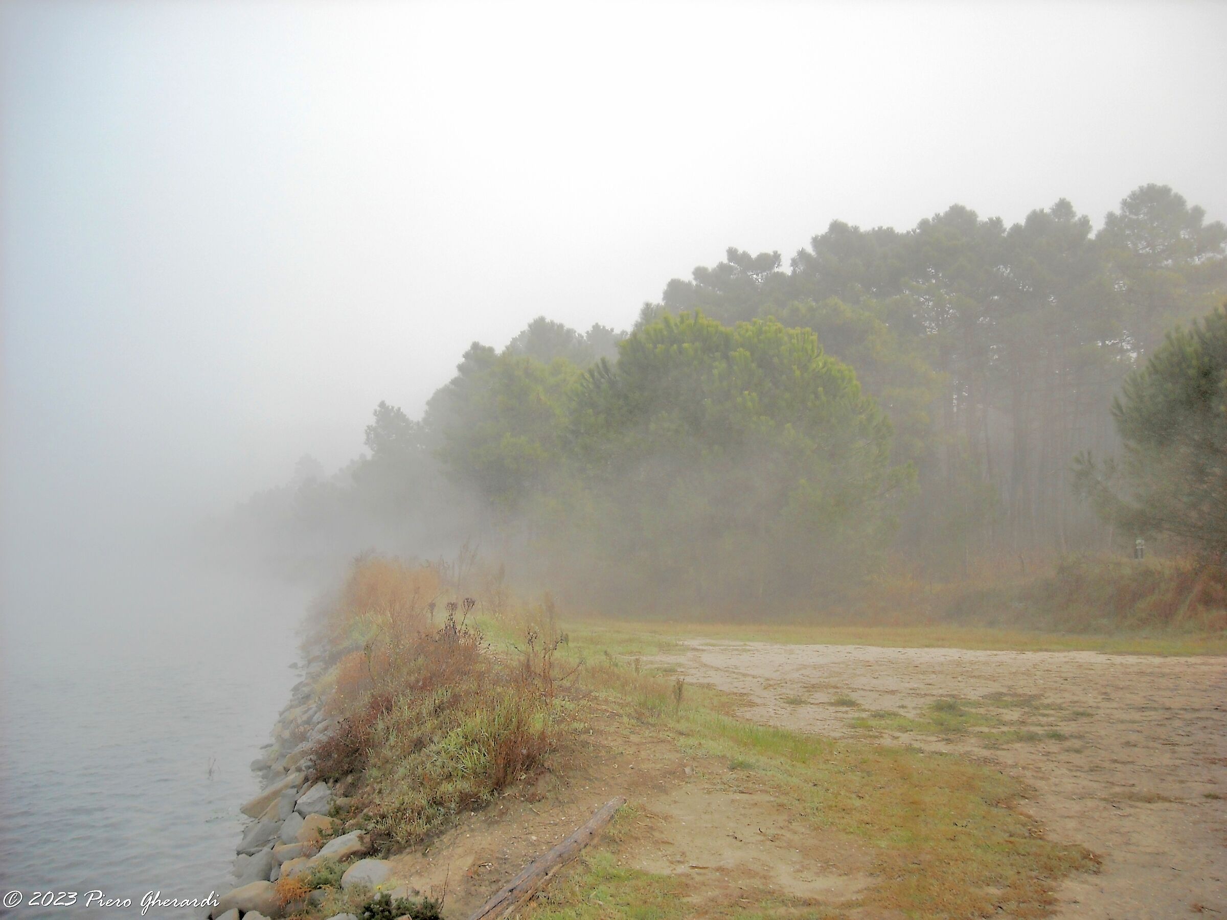 Nebbia