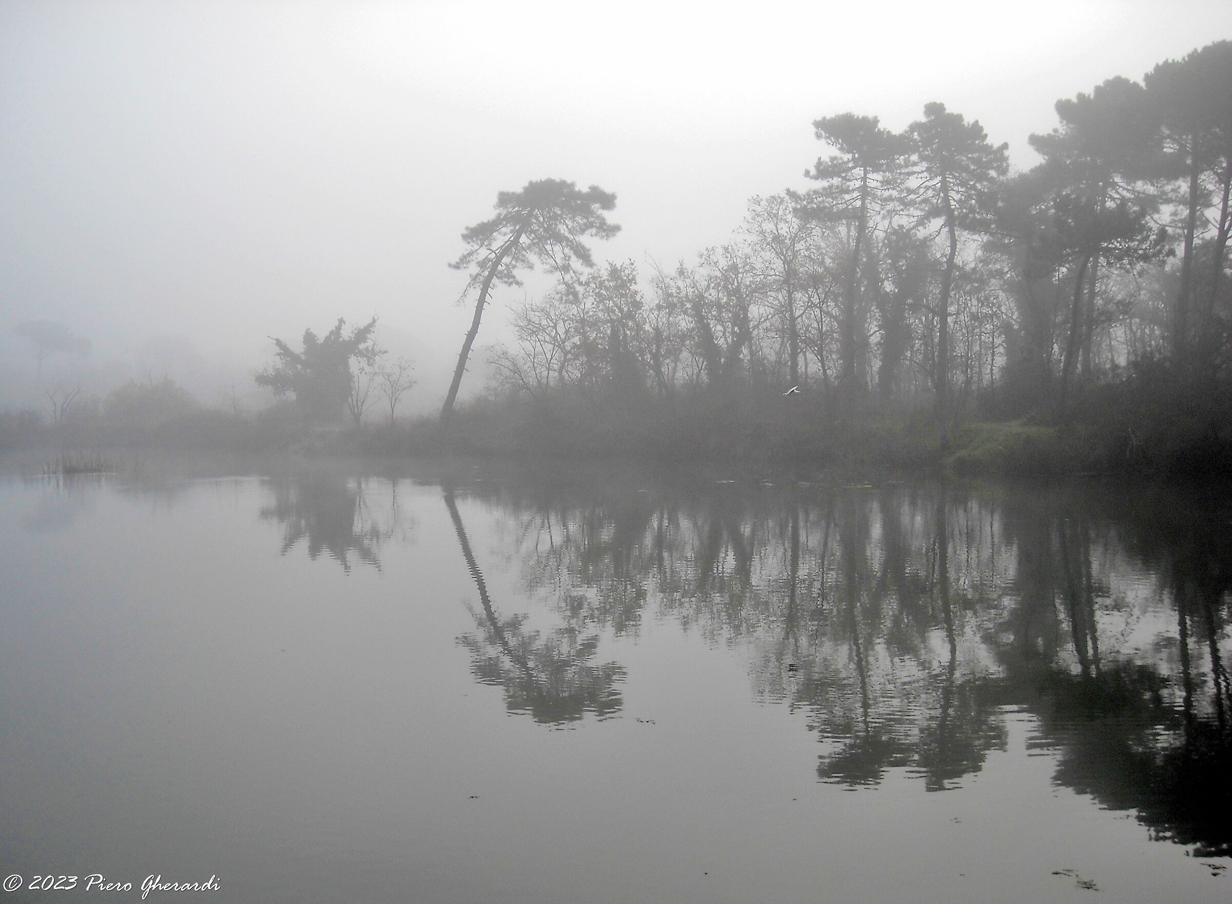 Nebbia