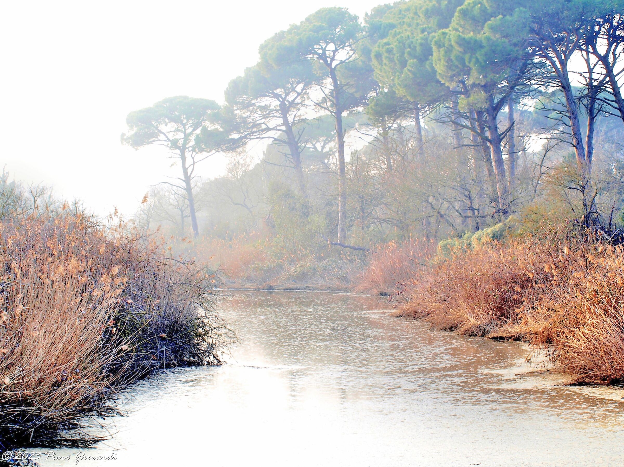 Nebbia