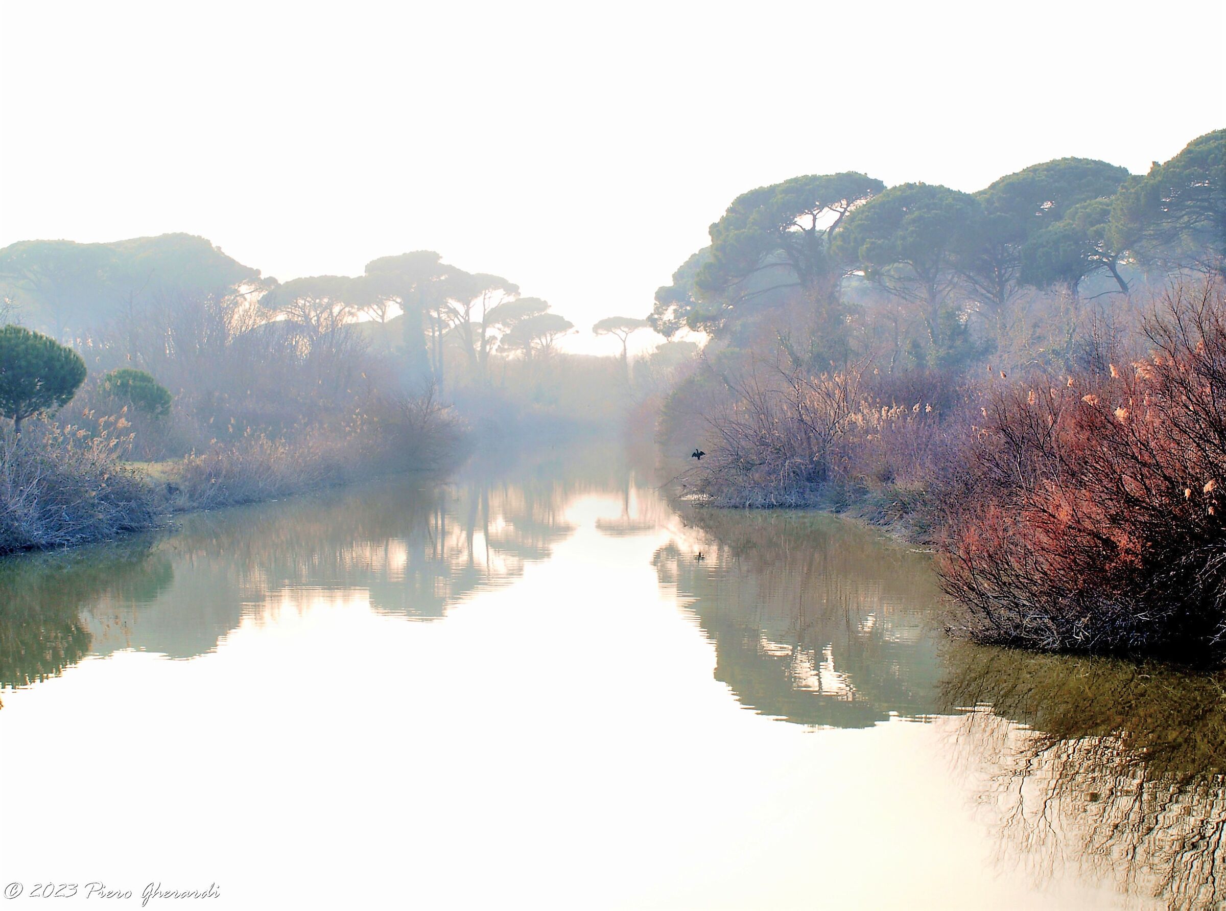 Nebbia