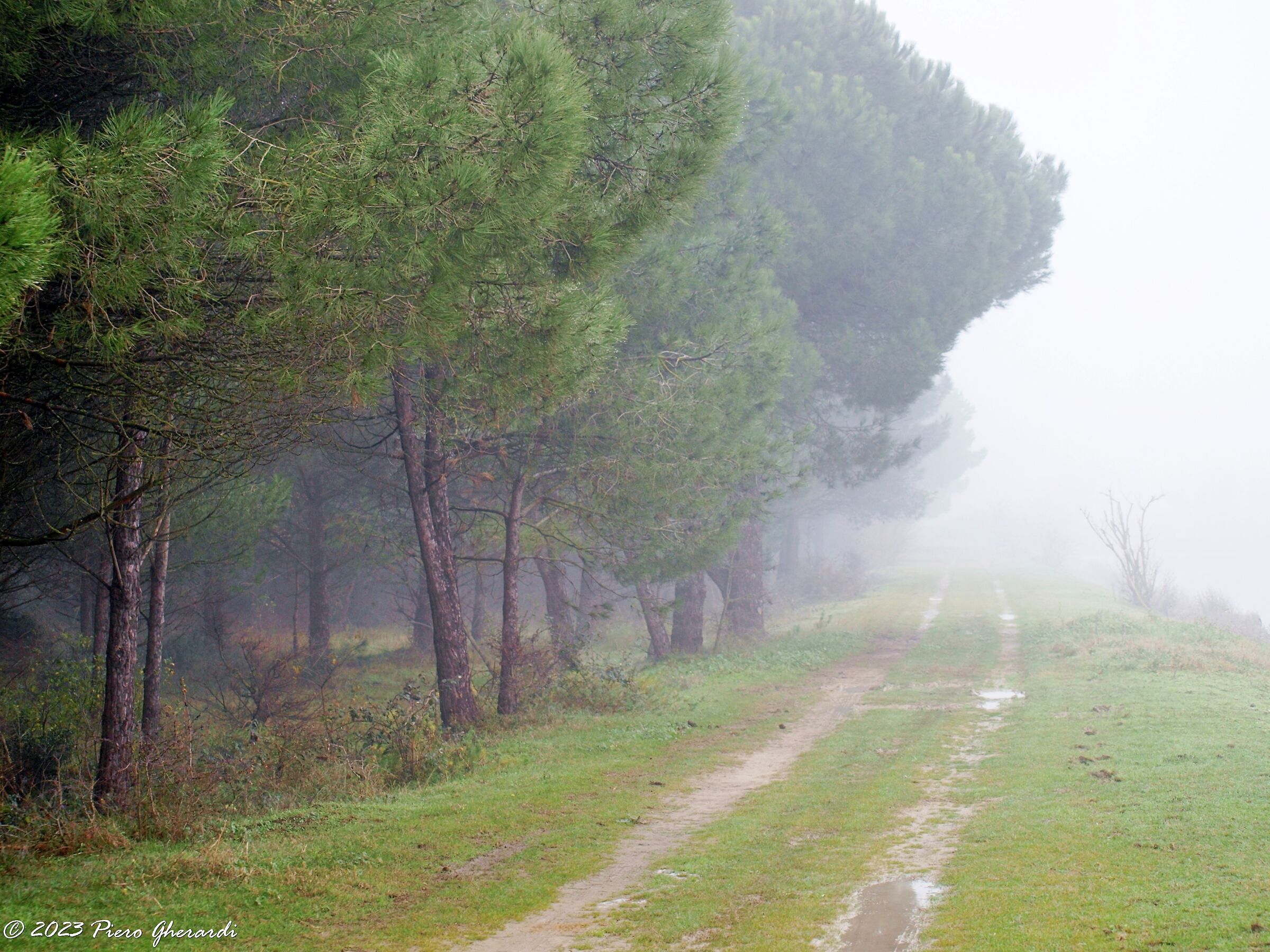 Nebbia