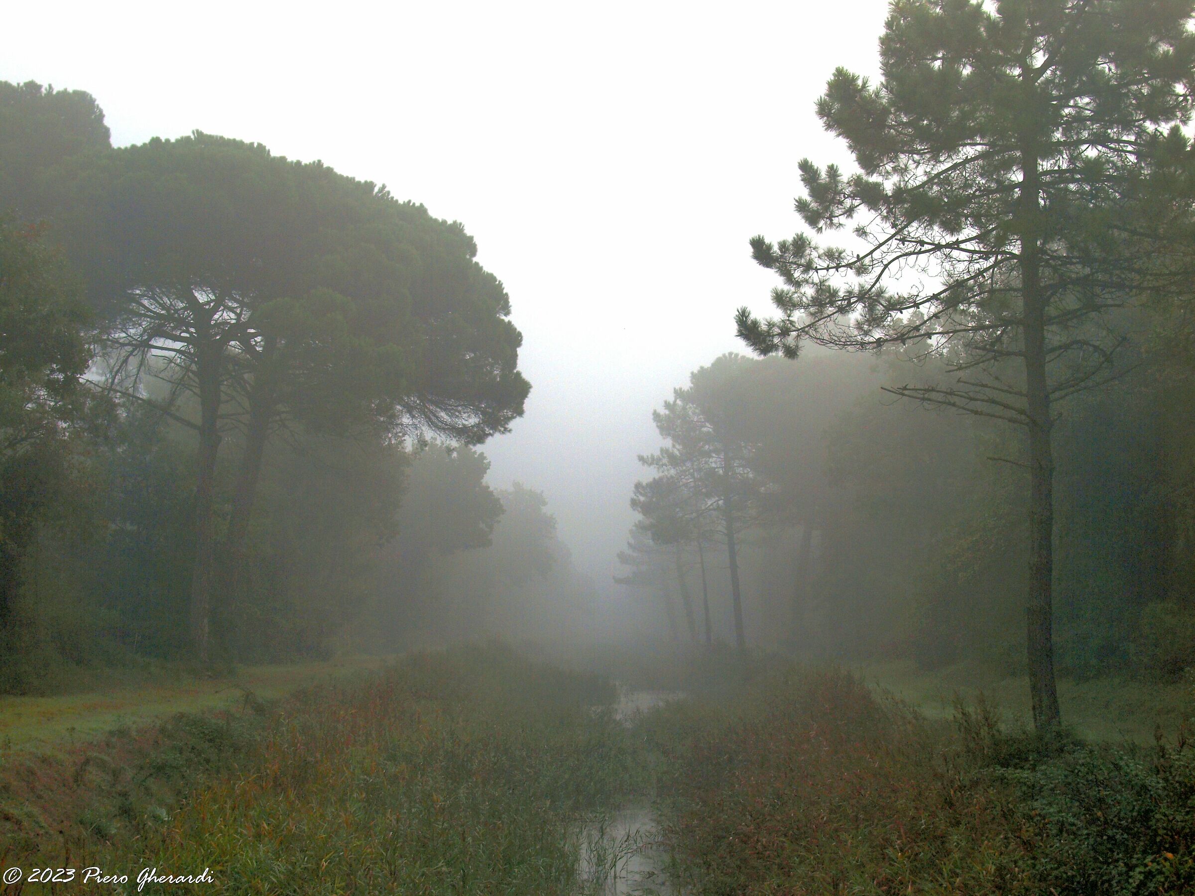 Nebbia