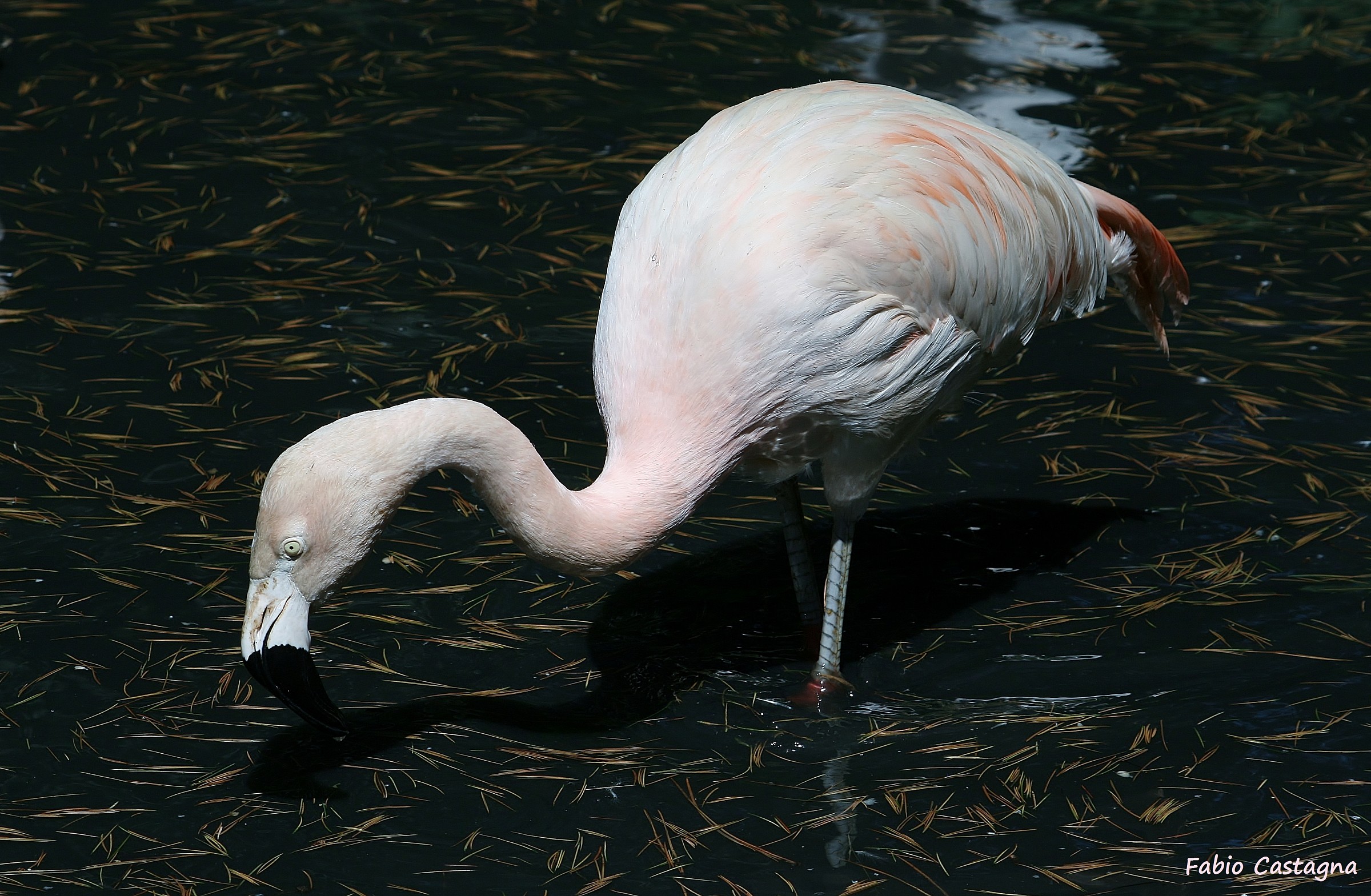 Pink flamingo