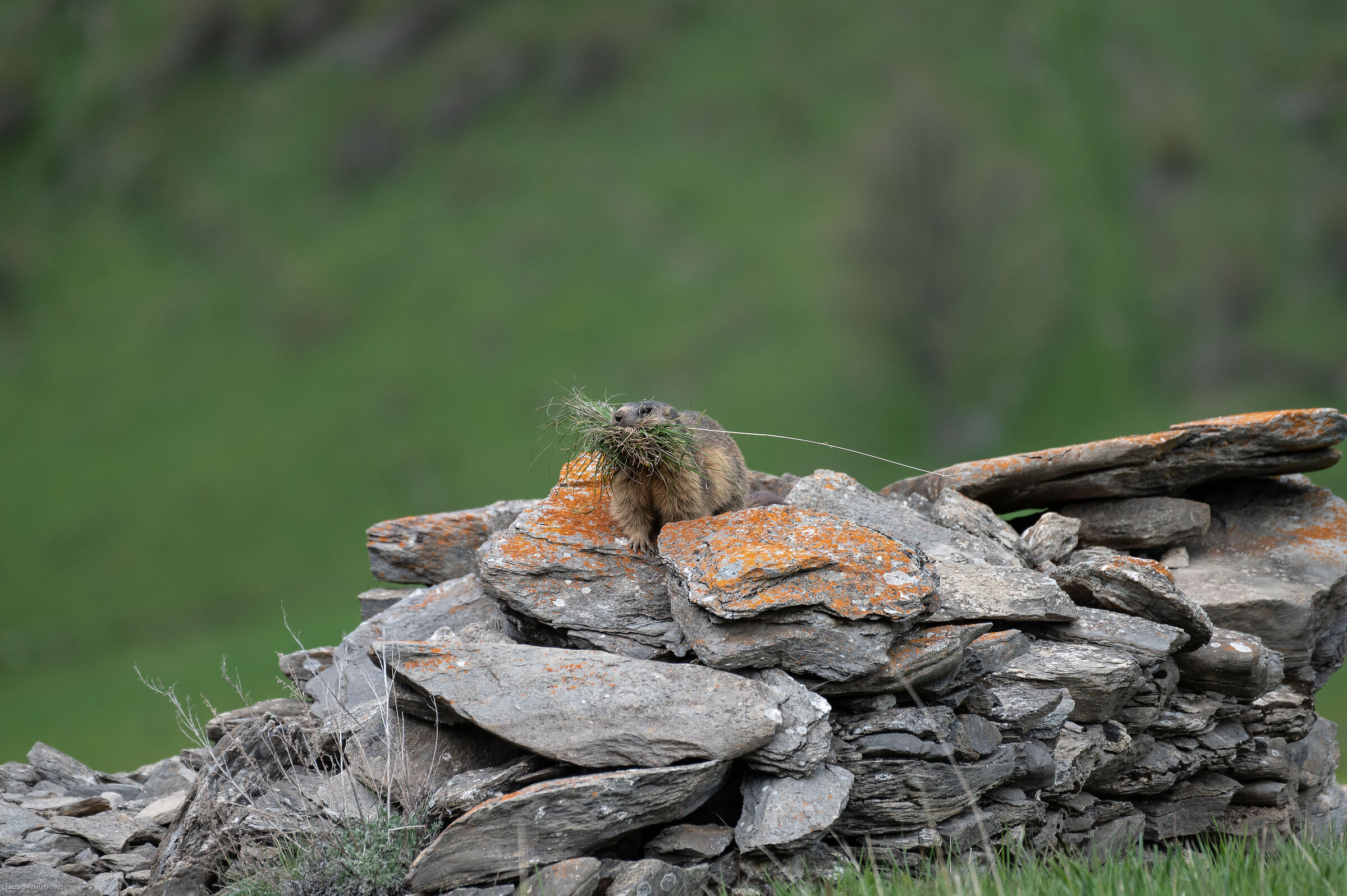 fresh grass for the burrow