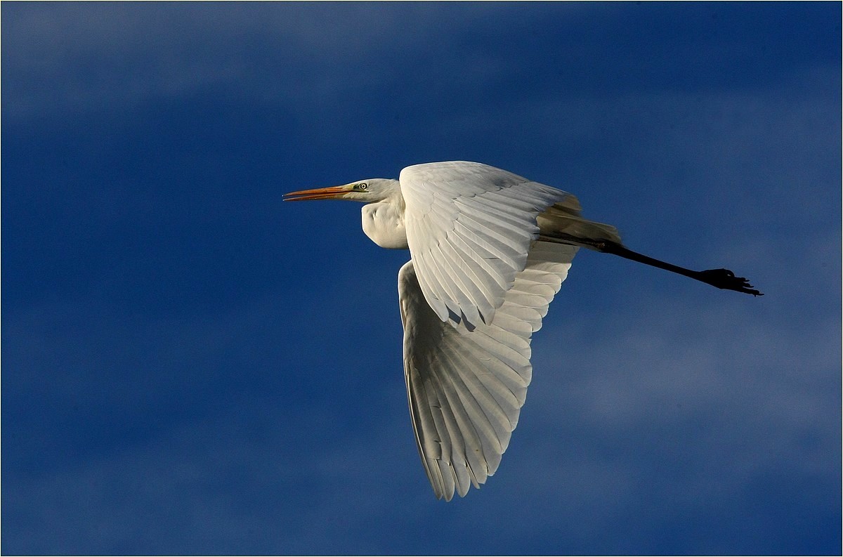 ,, airone bianco maggiore ,,