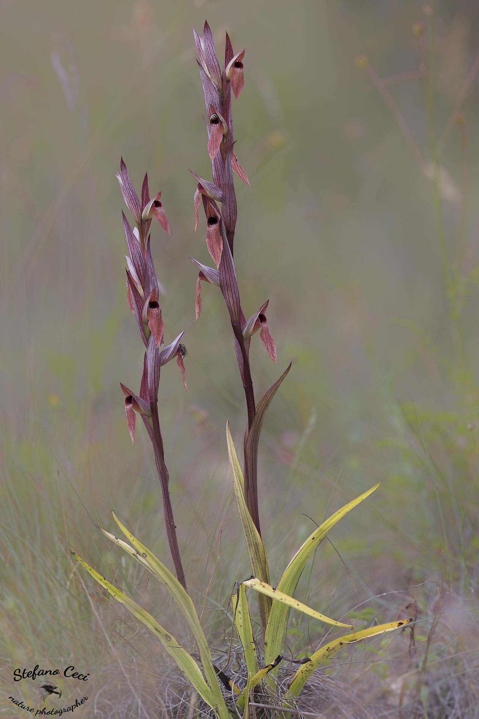 Serapias Vomeracea longipetala